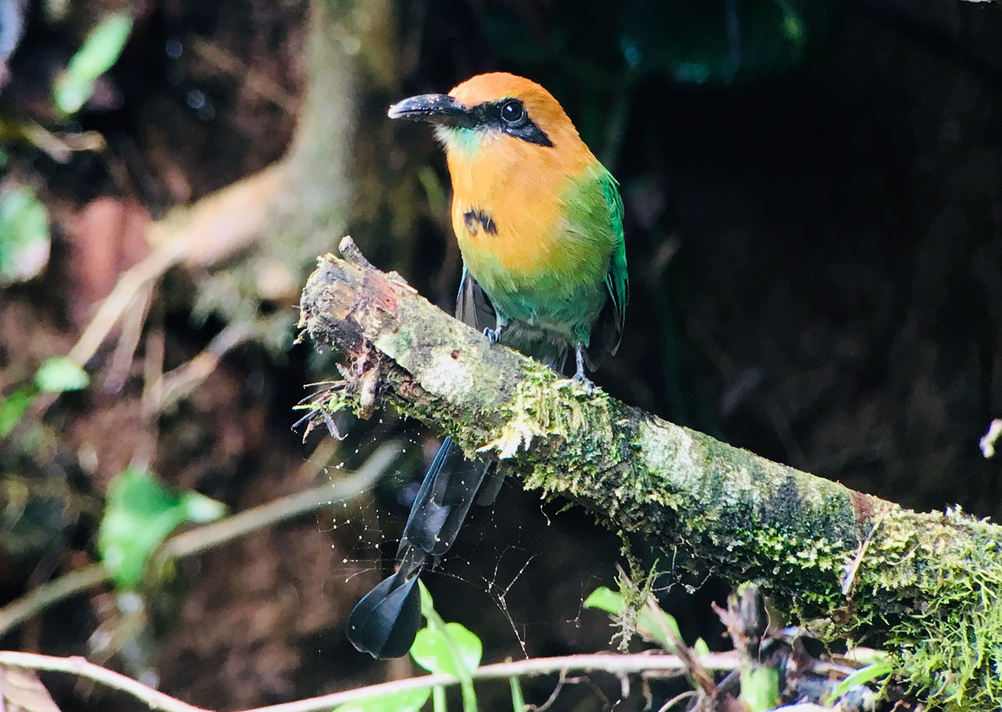 Broad-billed Motmot © Barry Zimmer