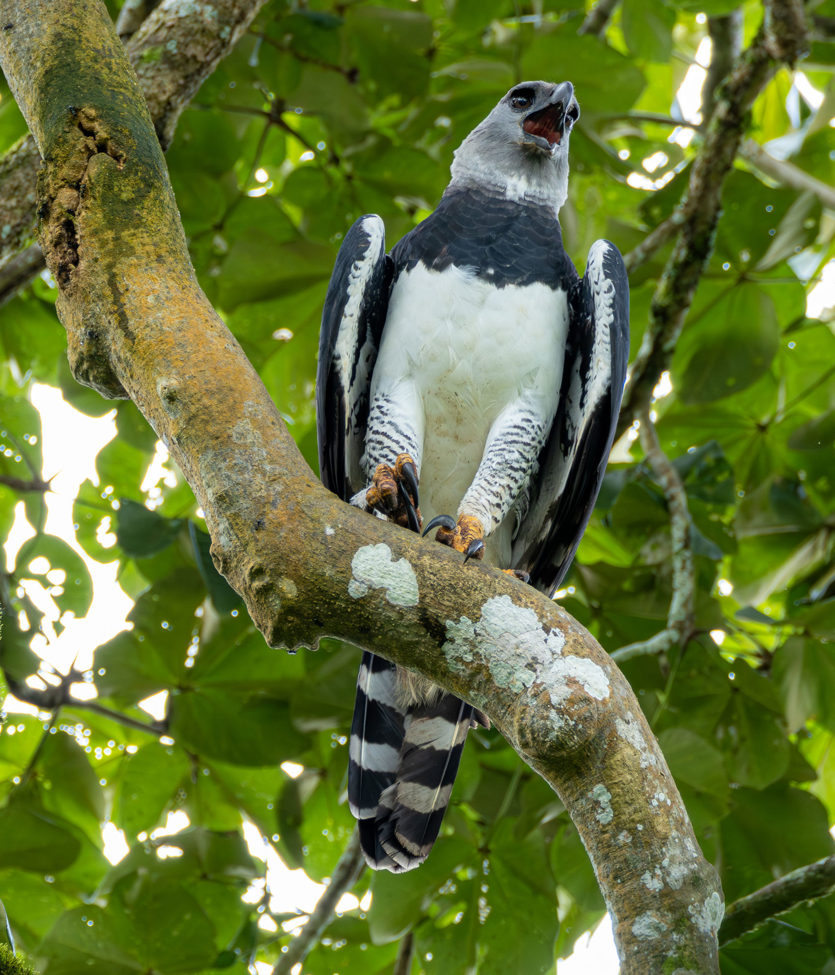 Harpy Eagle © Carlos Bethancourt