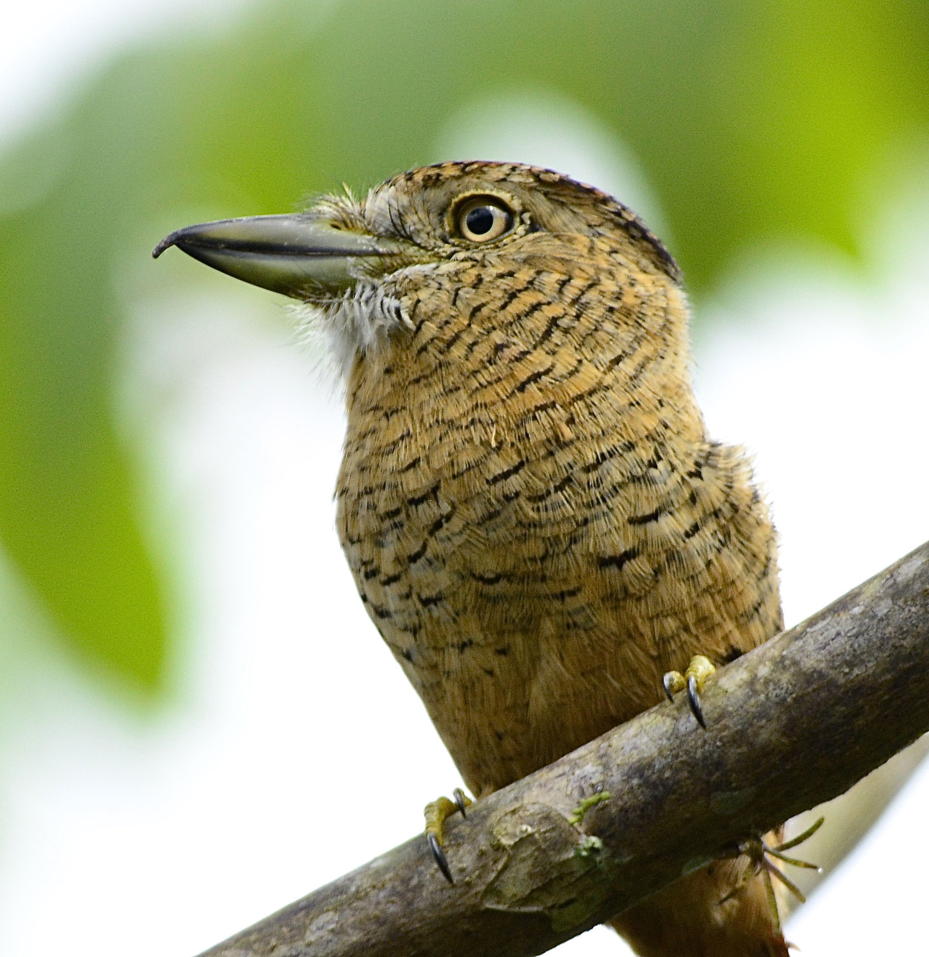 Barred Puffbird © Dan Roberts