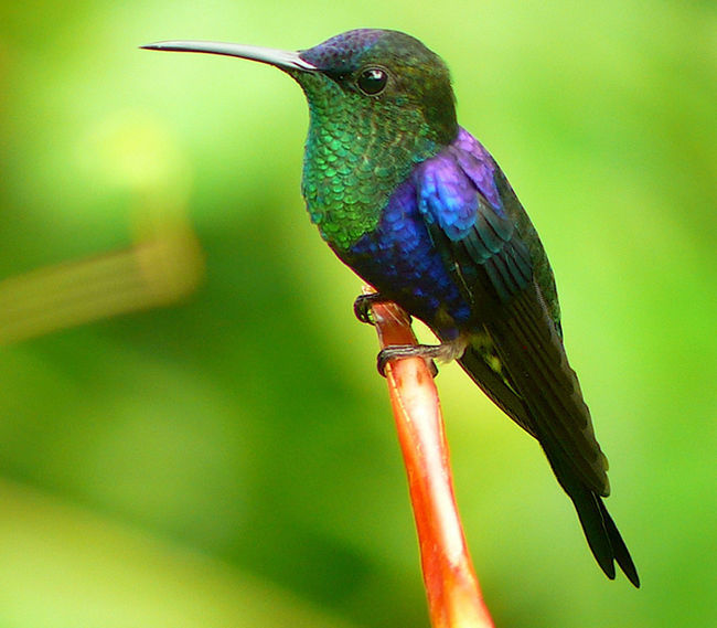 Violet-crowned Woodnymph © Barry Zimmer