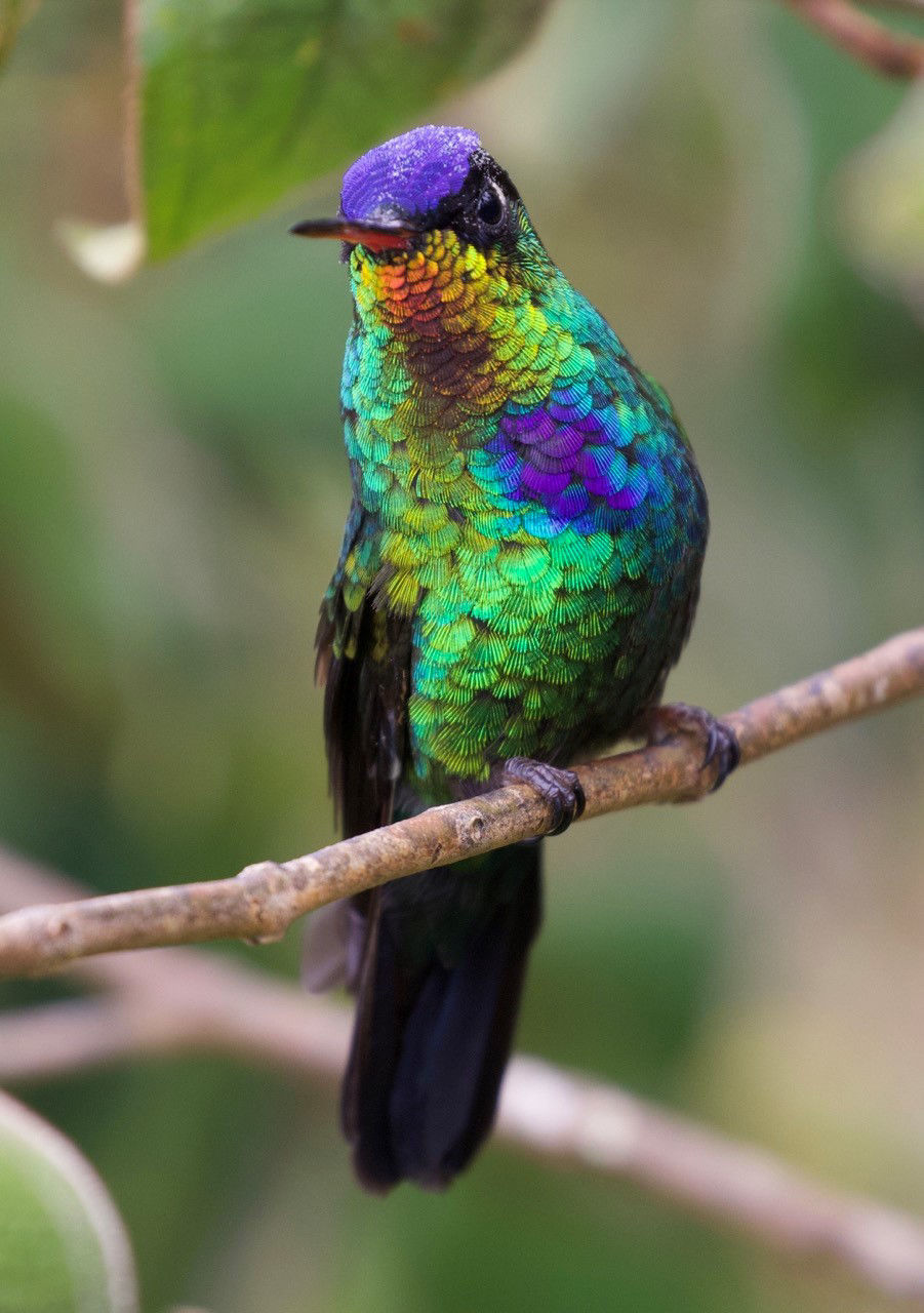 Fiery-throated Hummingbird © David Ascanio