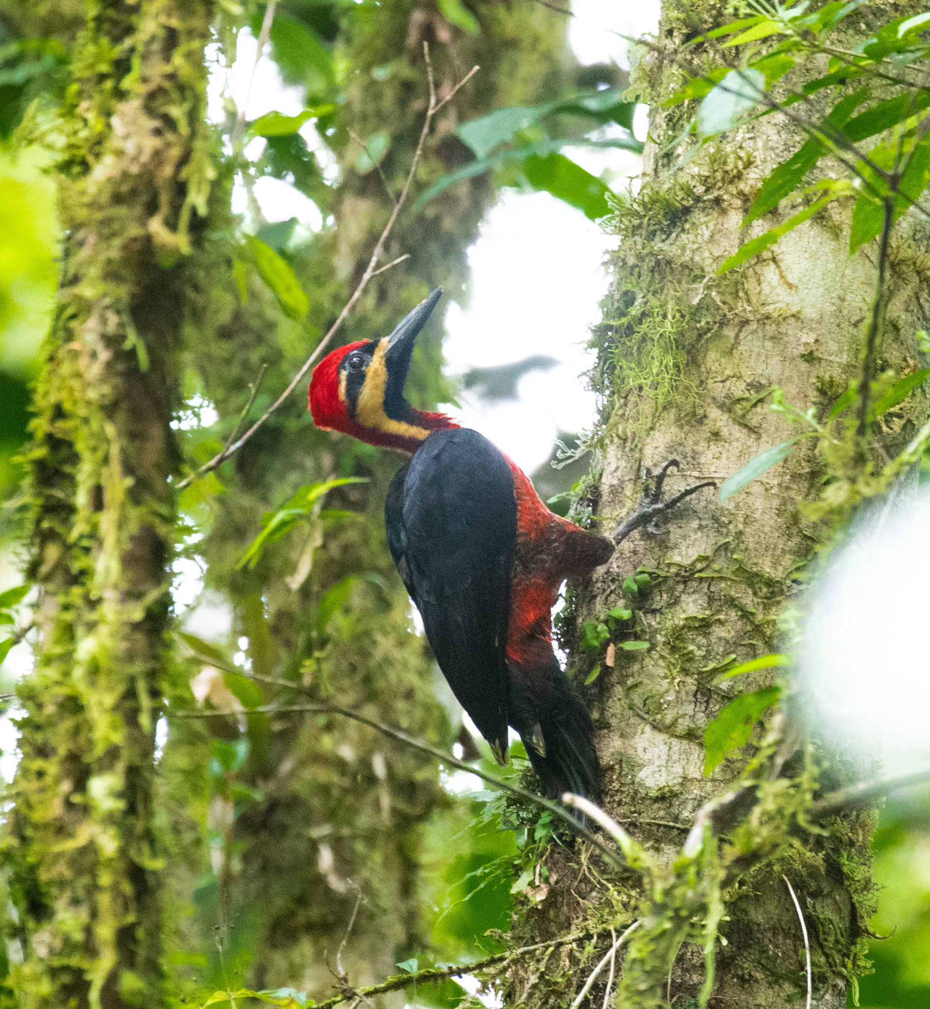 Crimson-bellied Woodpecker © Erik Bruhnke