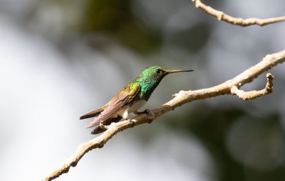 Snowy-bellied Hummingbird © Erik Bruhnke