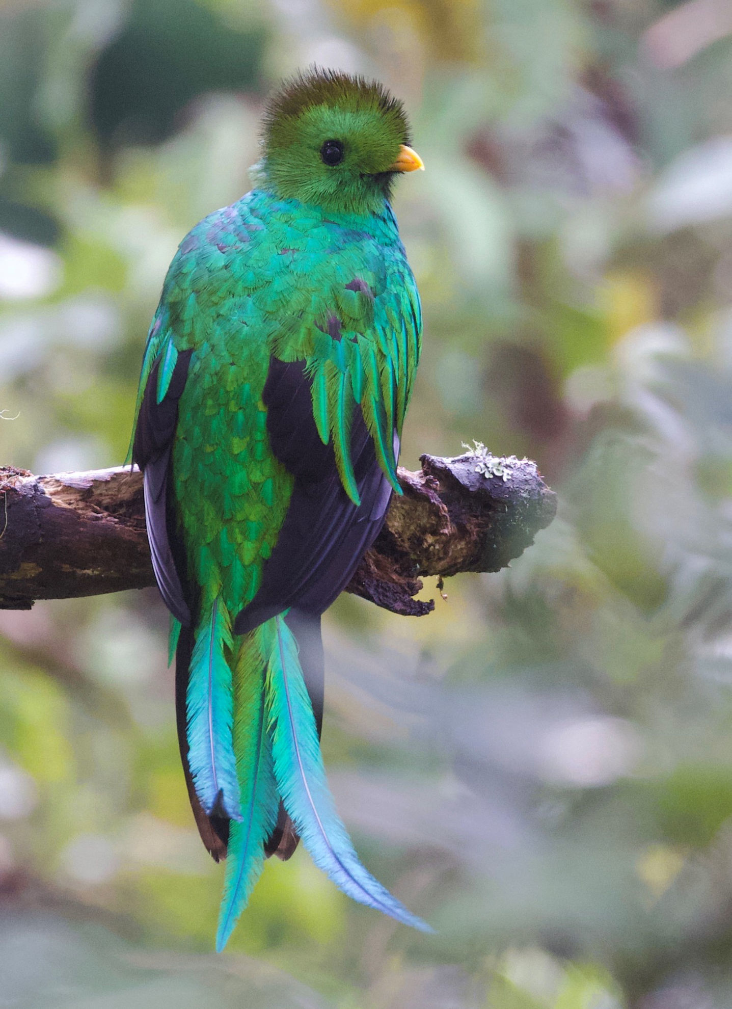 Resplendent Quetzal © David Ascanio