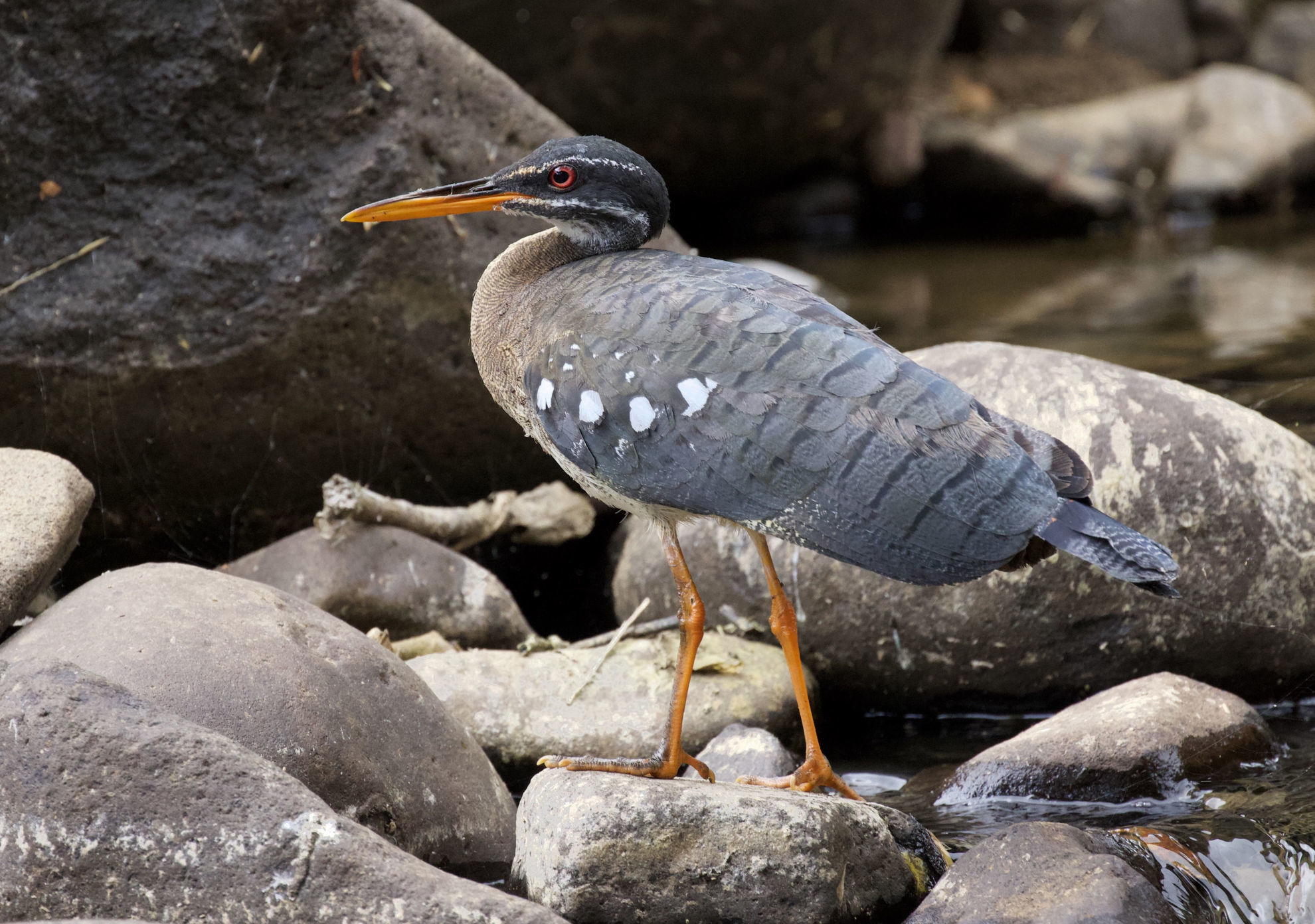 Sunbittern © David Ascanio