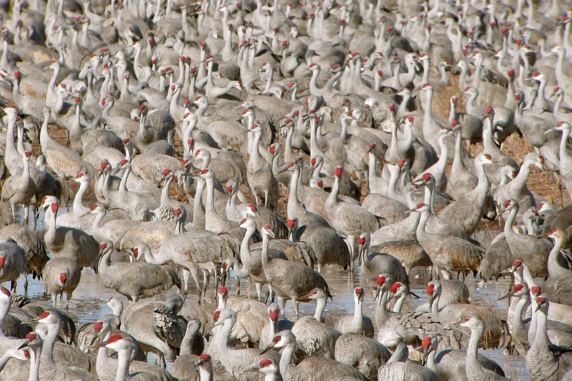 Sandhill Cranes © Barry Zimmer