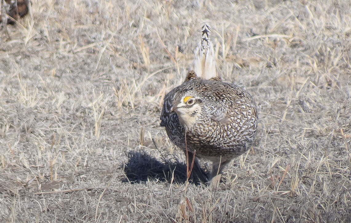 Sharp-tailed Grouse © Rick Wright