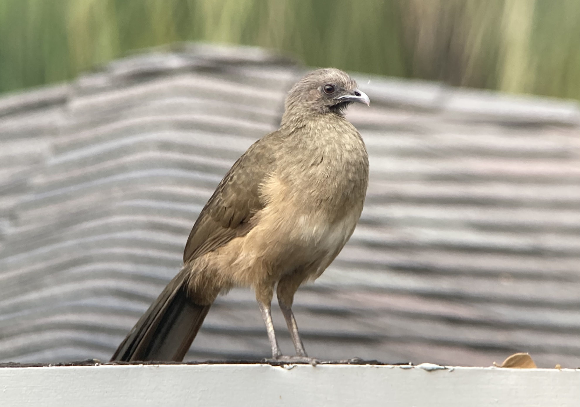 Plain Chachalaca © Barry Zimmer