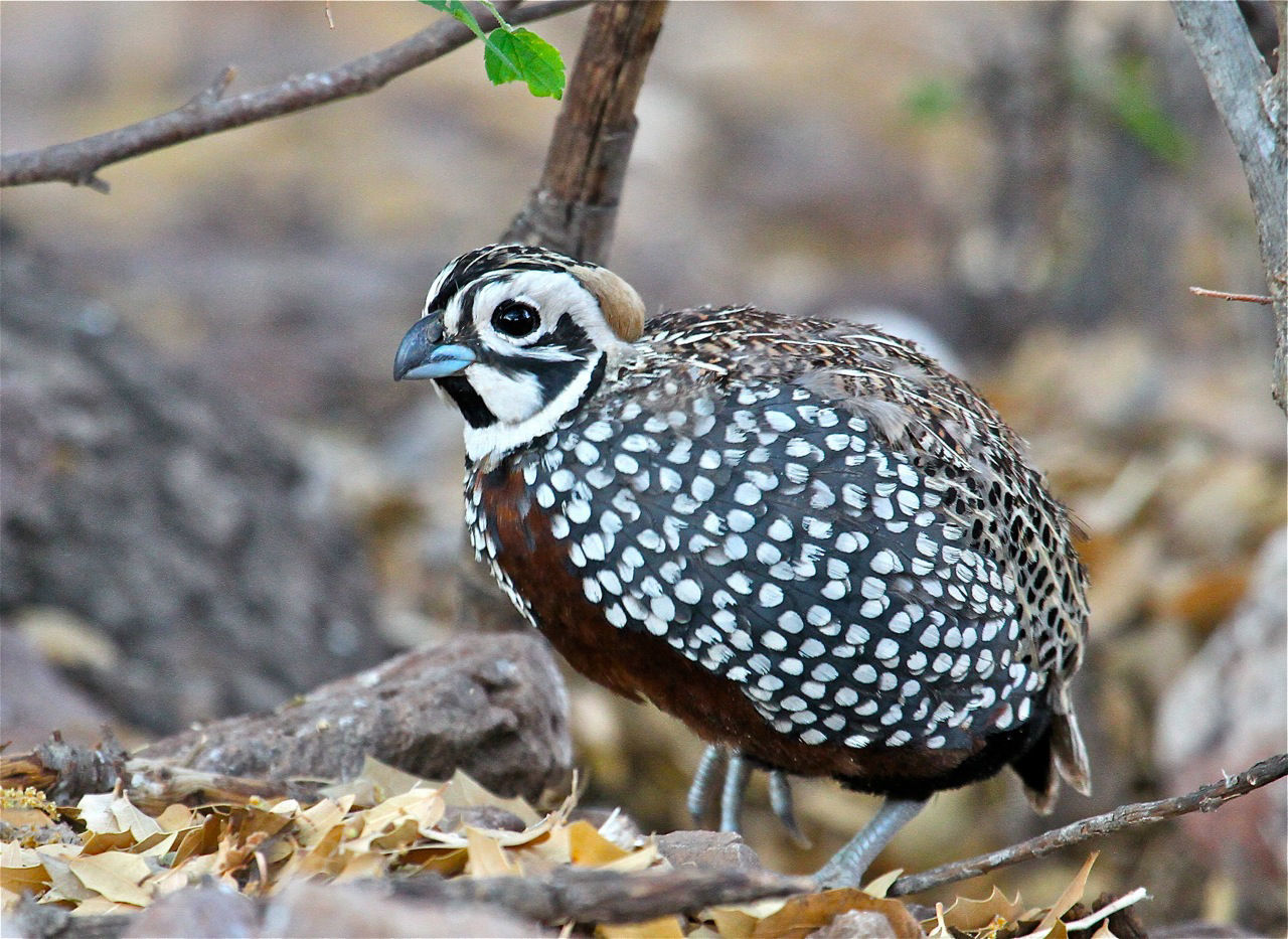 Montezuma Quail © Kevin Zimmer