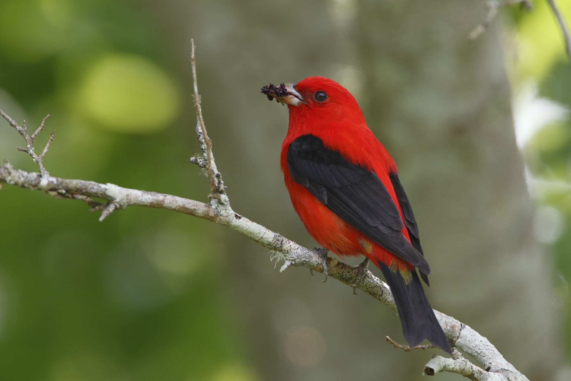 Scarlet Tanager © Brian Lasenby/Shutterstock