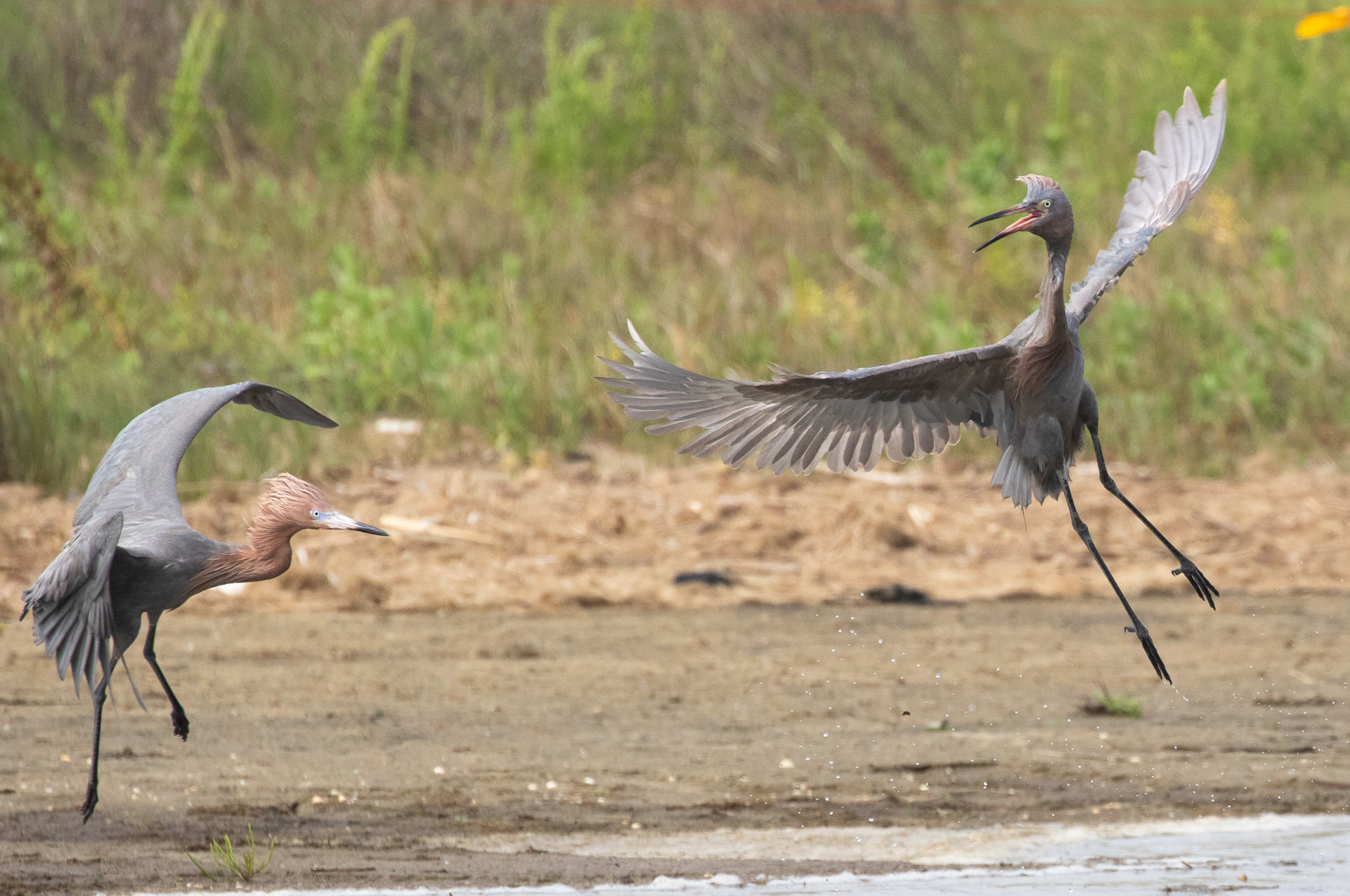 Reddish Egrets © Erik Bruhnke