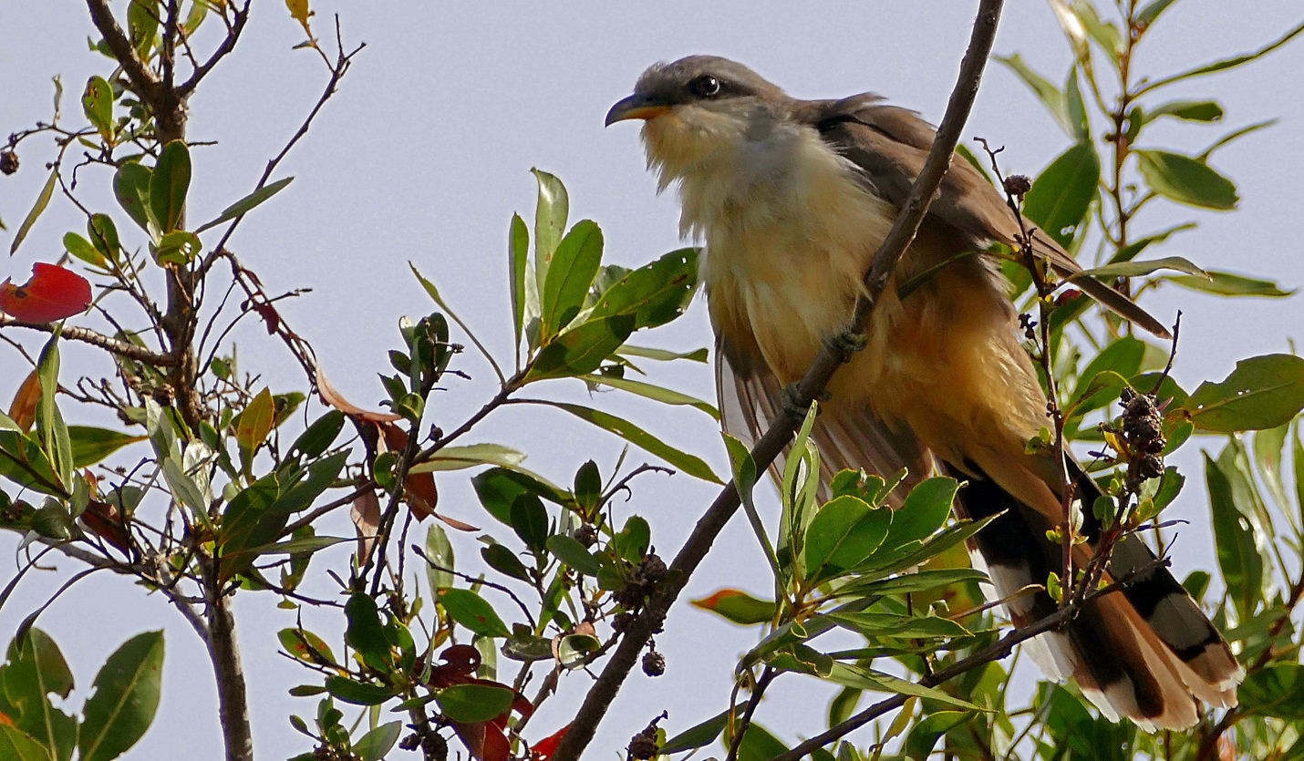 Mangrove Cuckoo © Rafael Galvez