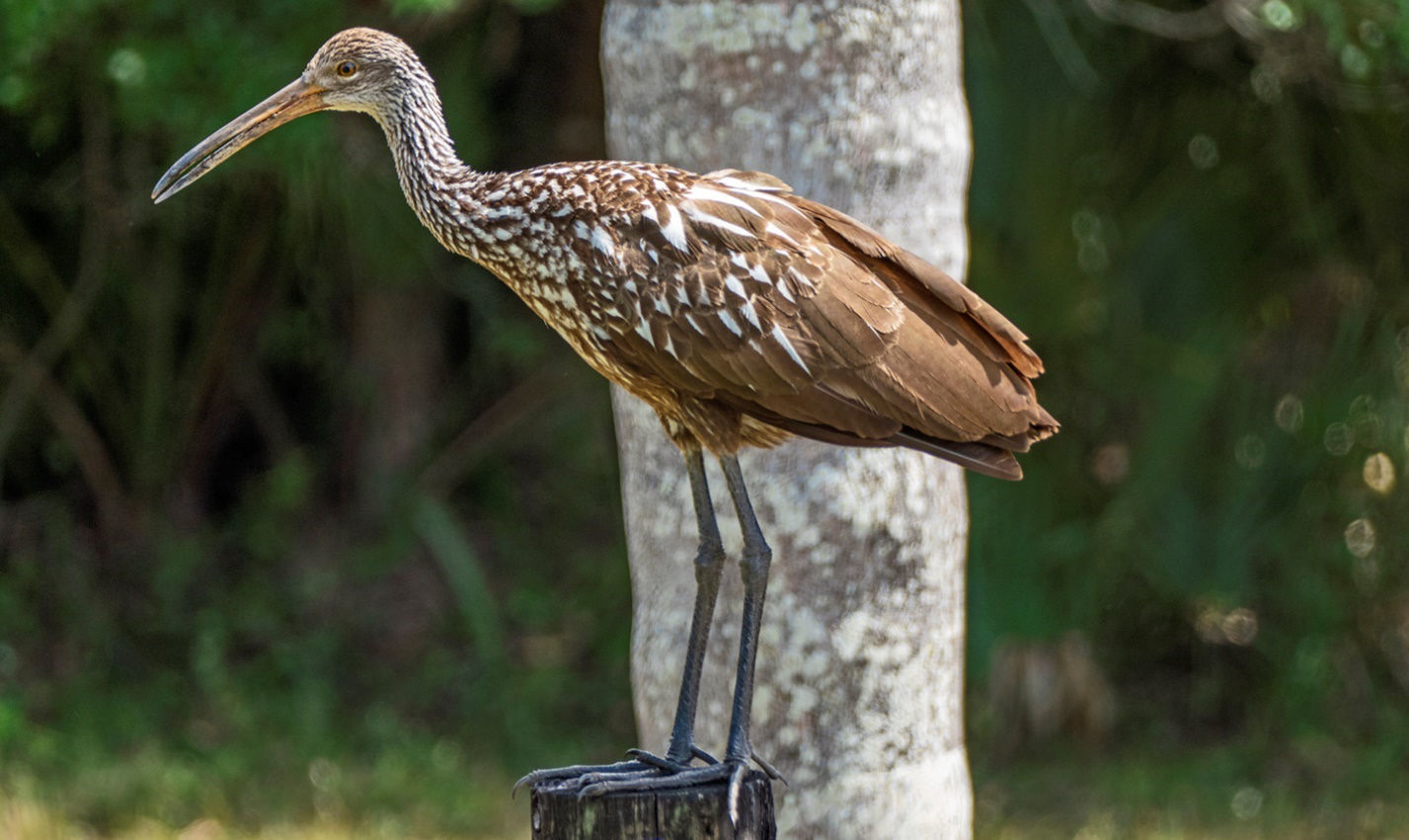 Limpkin © Rafael Galvez