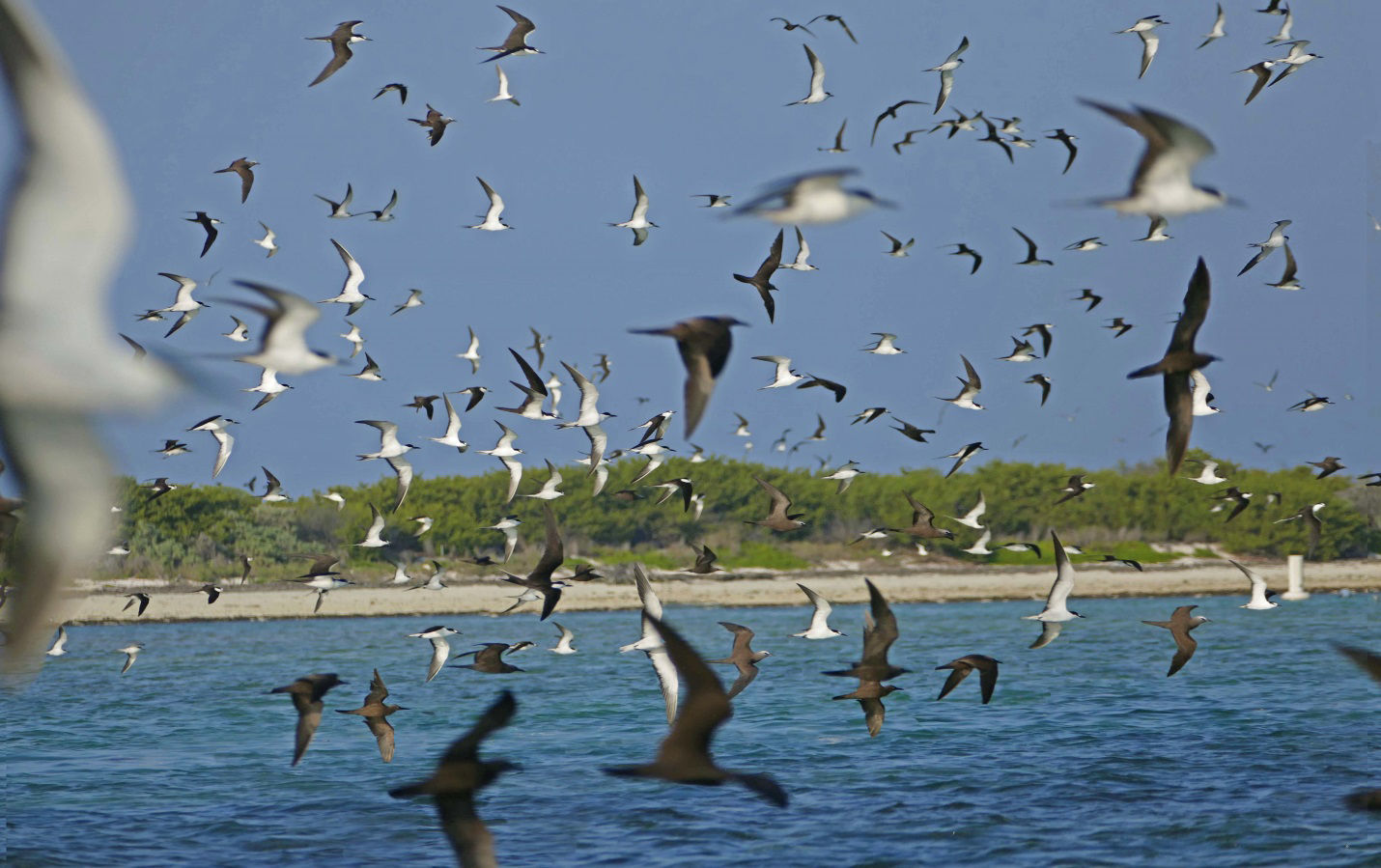 Colony of Sooty Terns and Brown Noddies, Dry Tortugas © Rafael Galvez