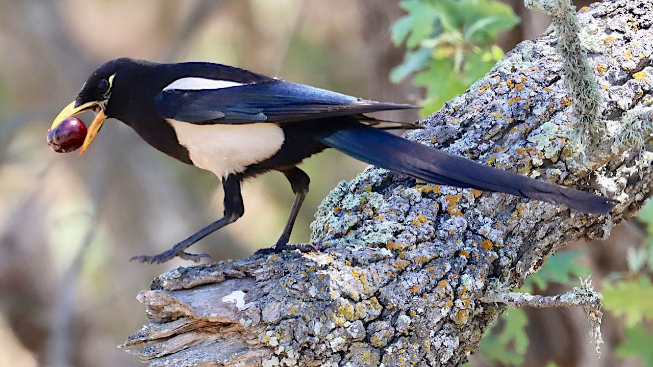 Yellow-billed Magpie © Gary Small