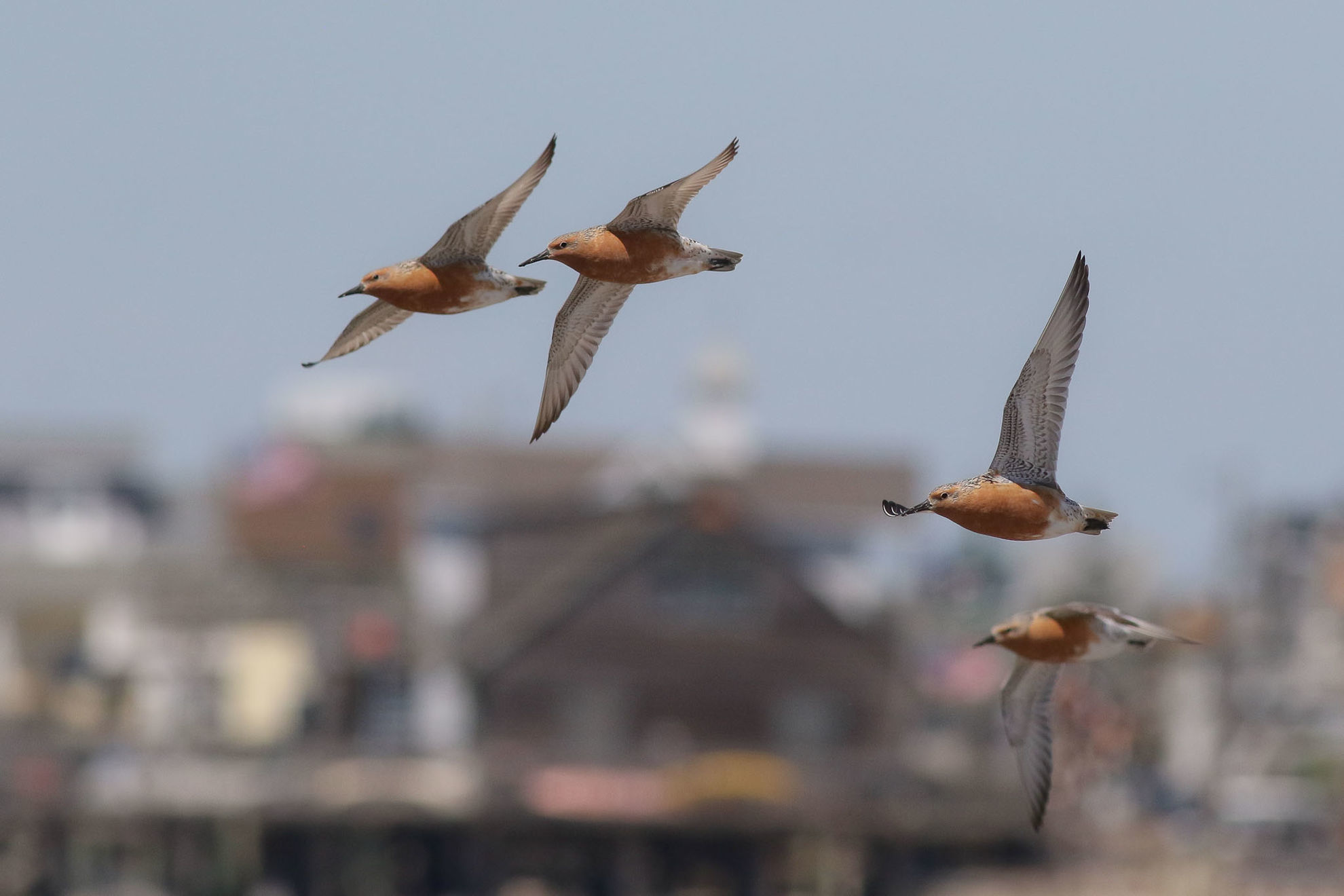 Red Knots © Michael O'Brien