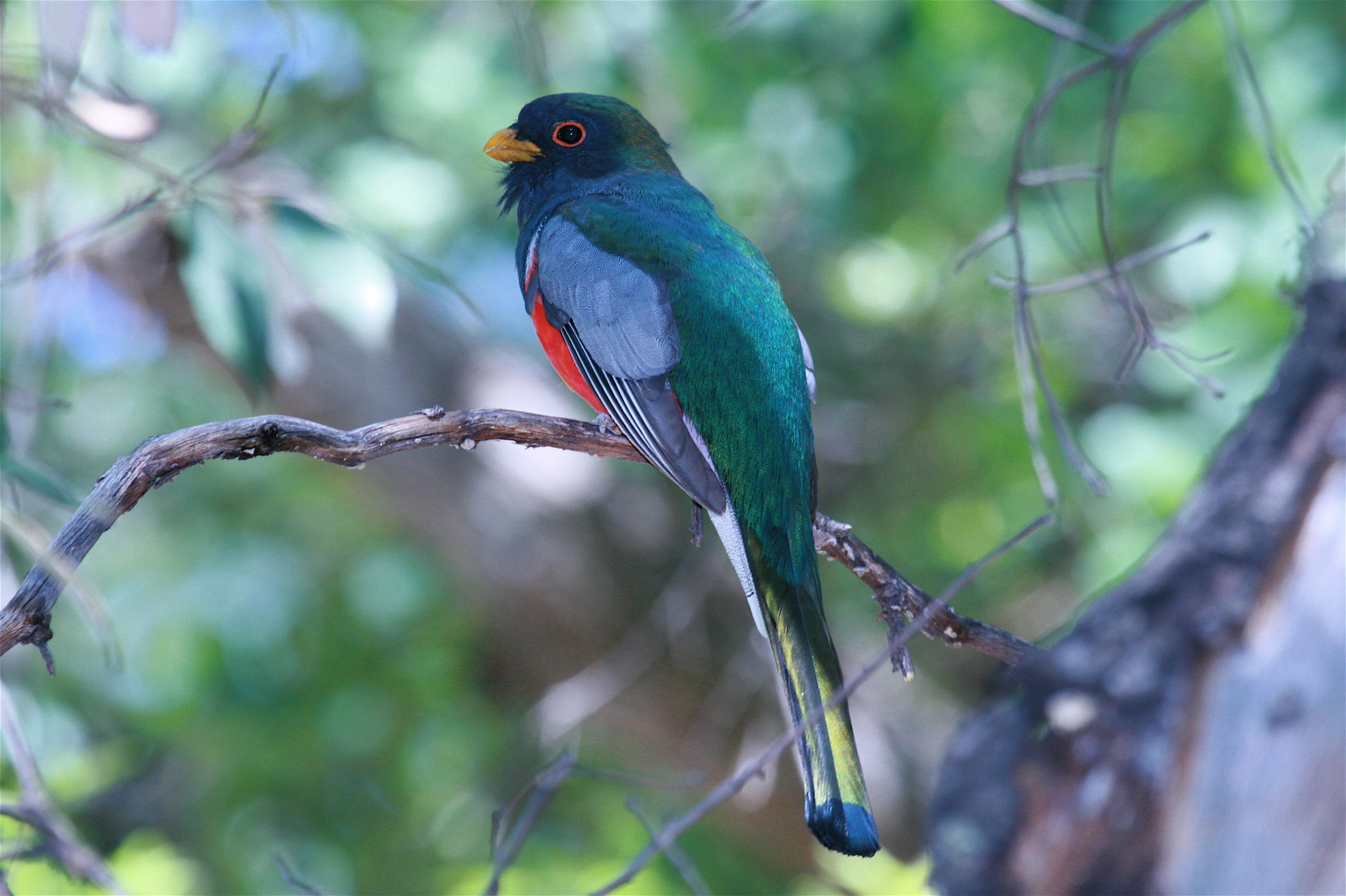 Elegant Trogon © Kevin Zimmer