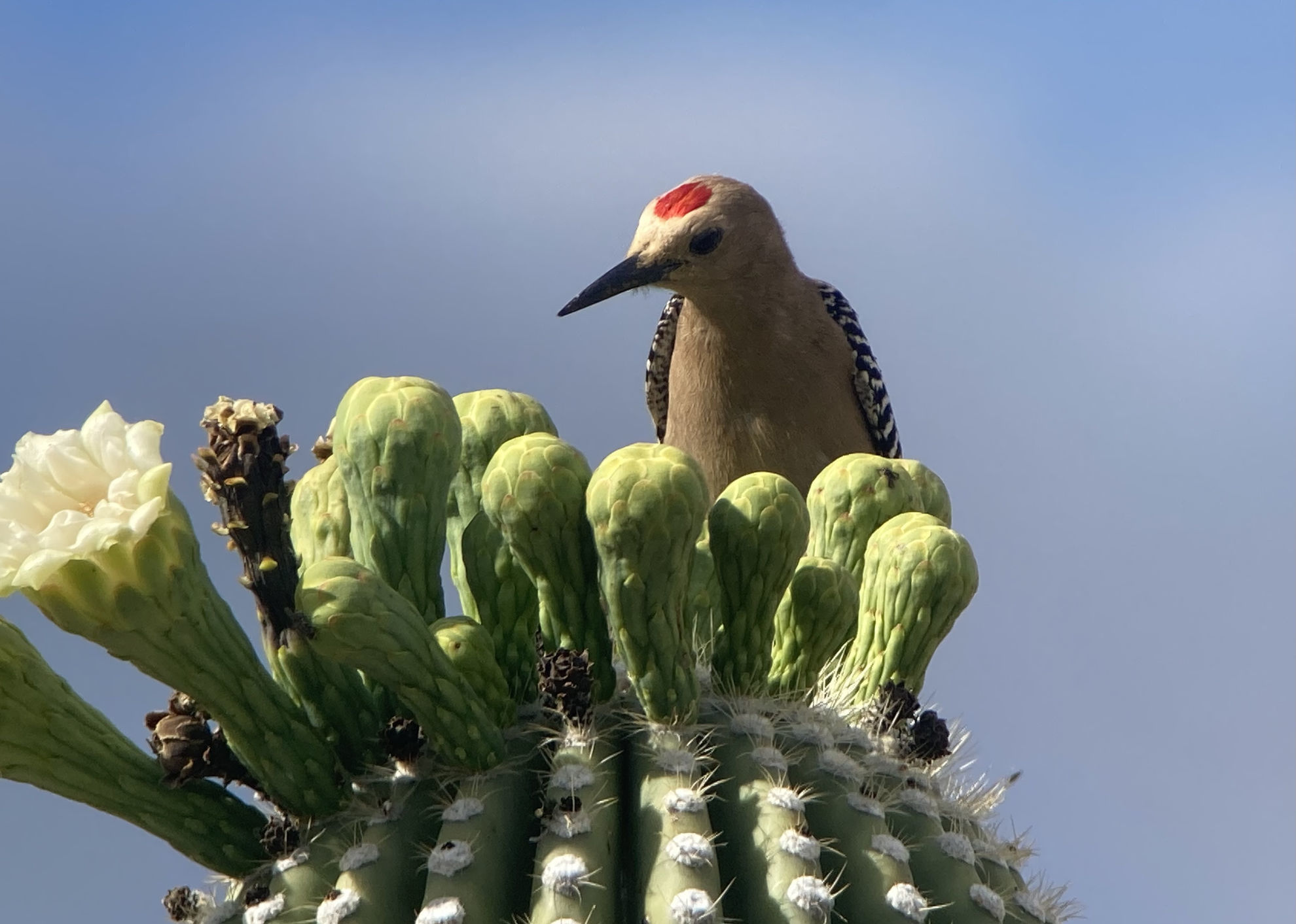 Gila Woodpecker © Barry Zimmer