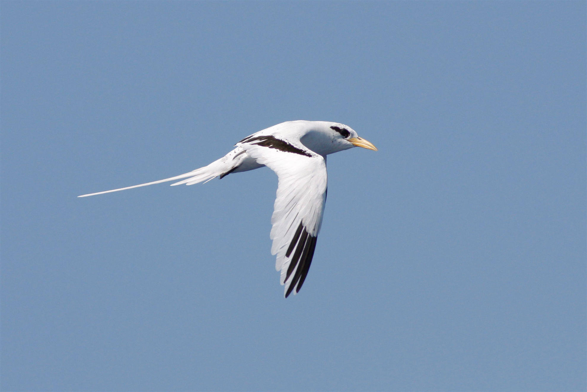 White-tailed Tropicbird © Michael O'Brien