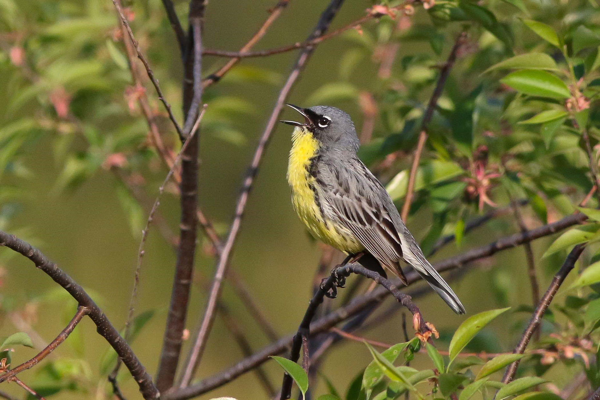 Kirtland's Warbler © Michael O'Brien