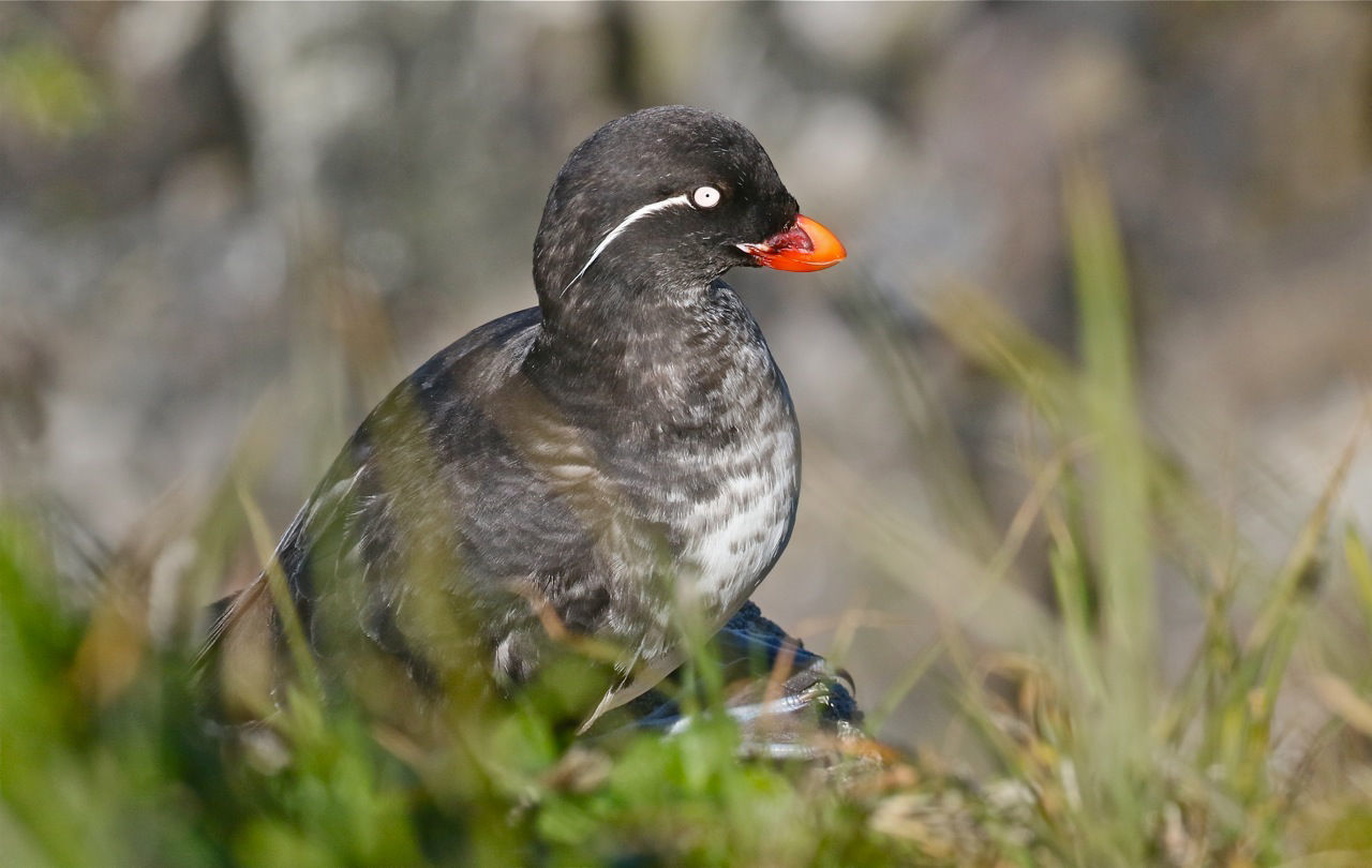 Parakeet Auklet © Kevin Zimmer