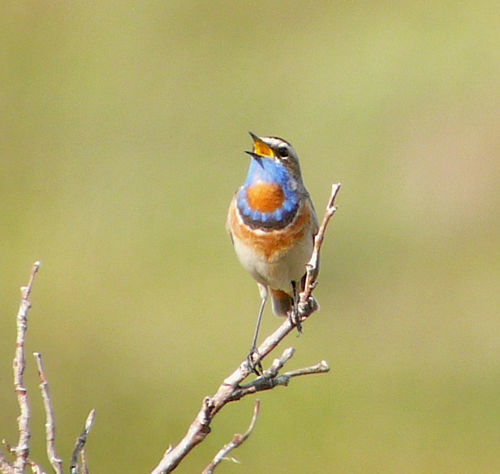 Bluethroat © Barry Zimmer