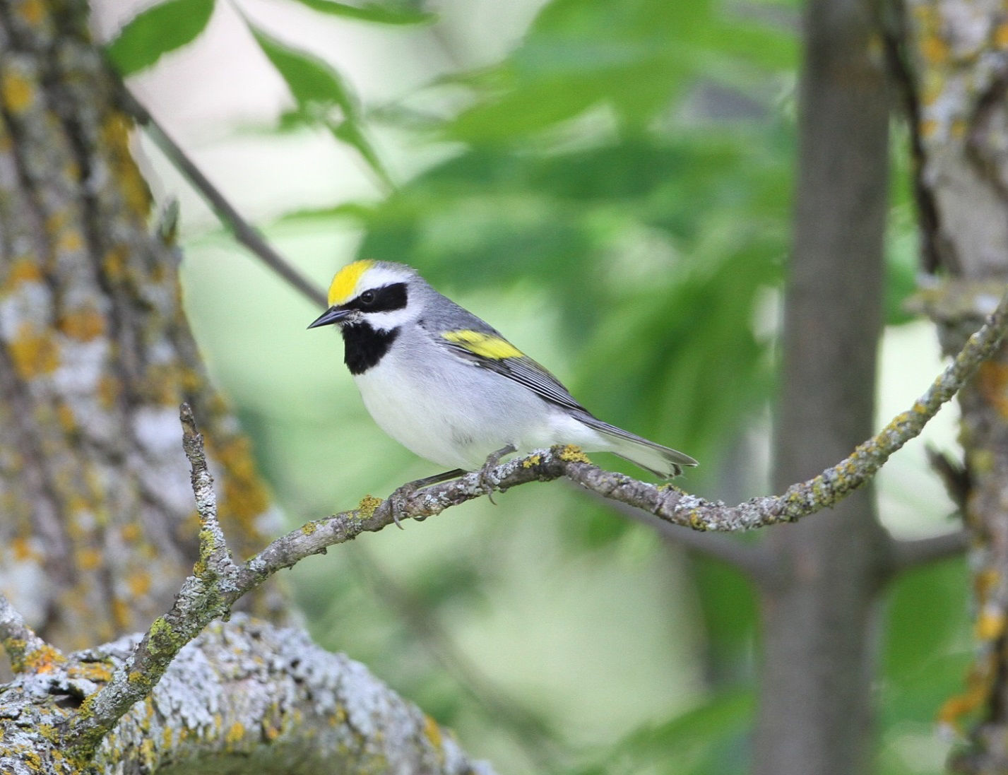 Golden-winged Warbler © Brian Gibbons