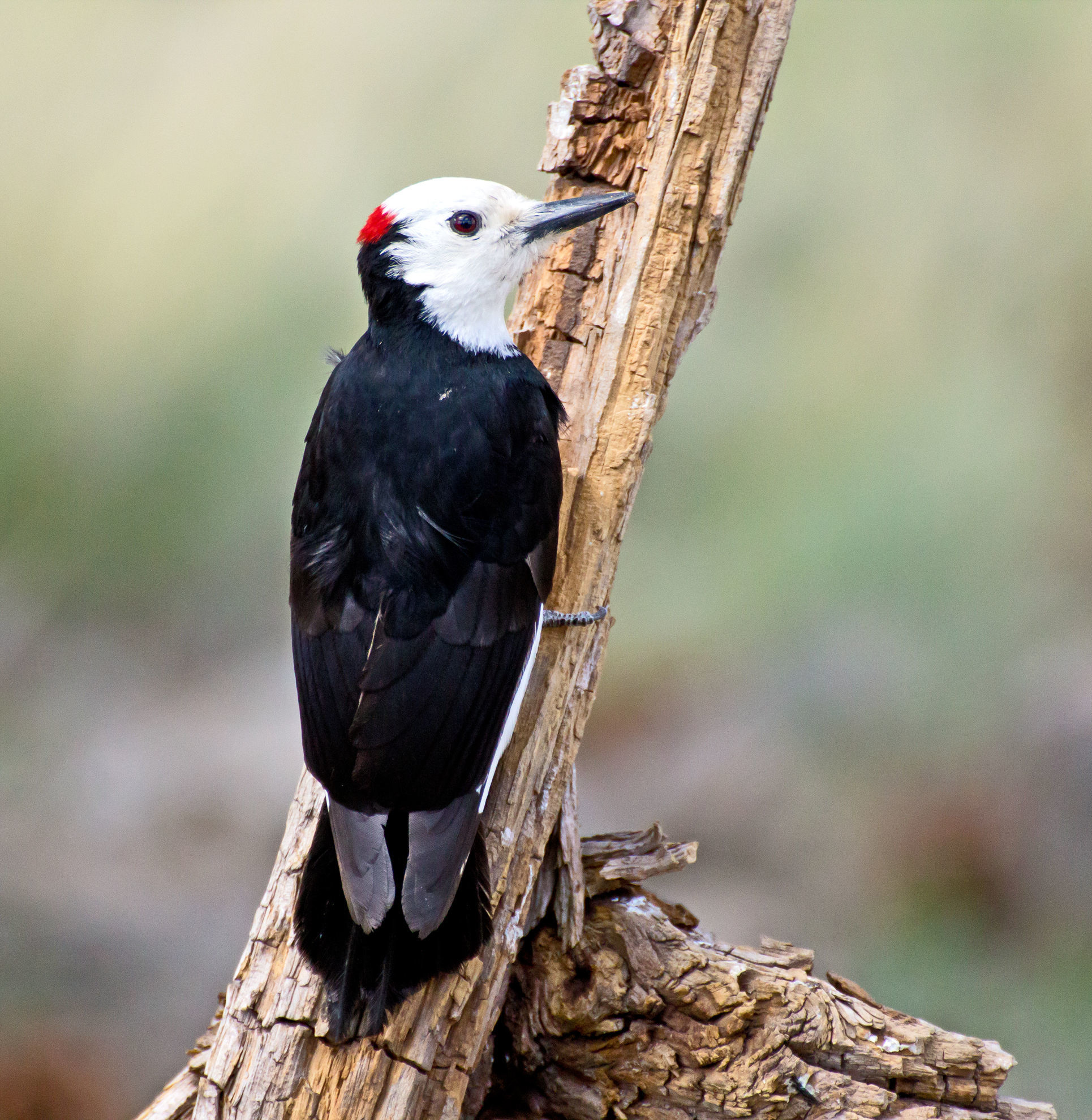 White-headed Woodpecker © Ginger Livingston Sanders/Shutterstock