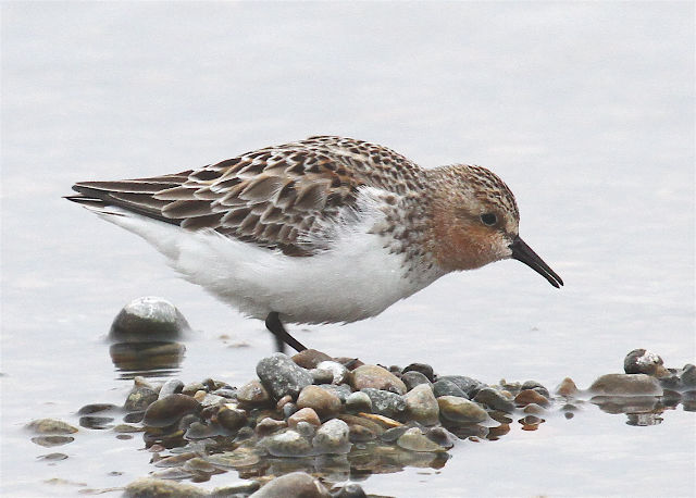 Red-necked Stint © Kevin Zimmer