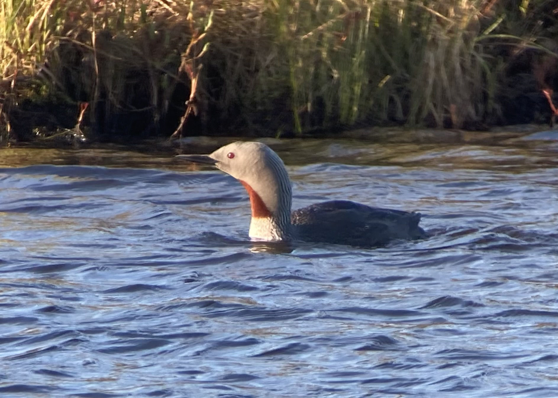 Red-throated Loon © Barry Zimmer