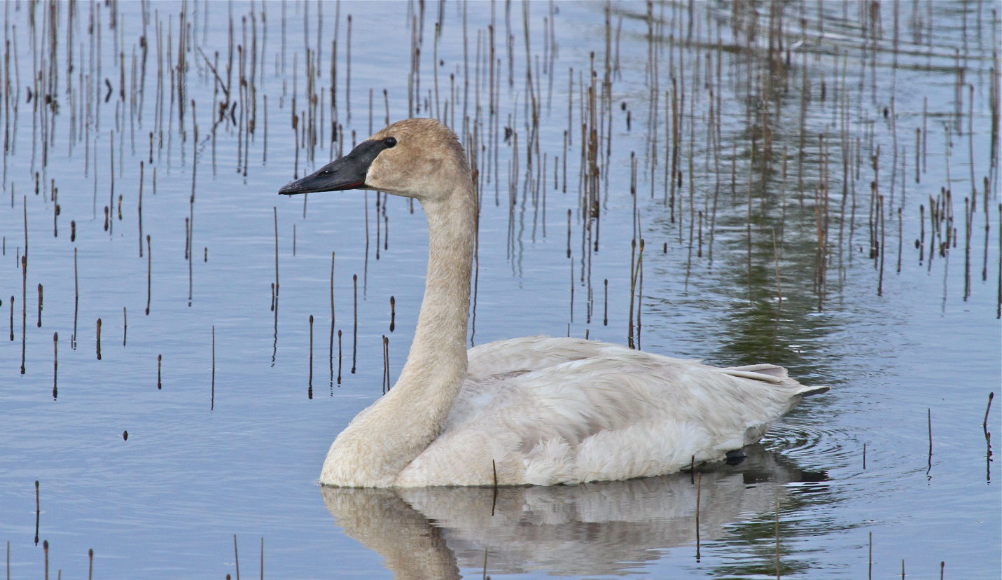 Trumpeter Swan © Kevin Zimmer