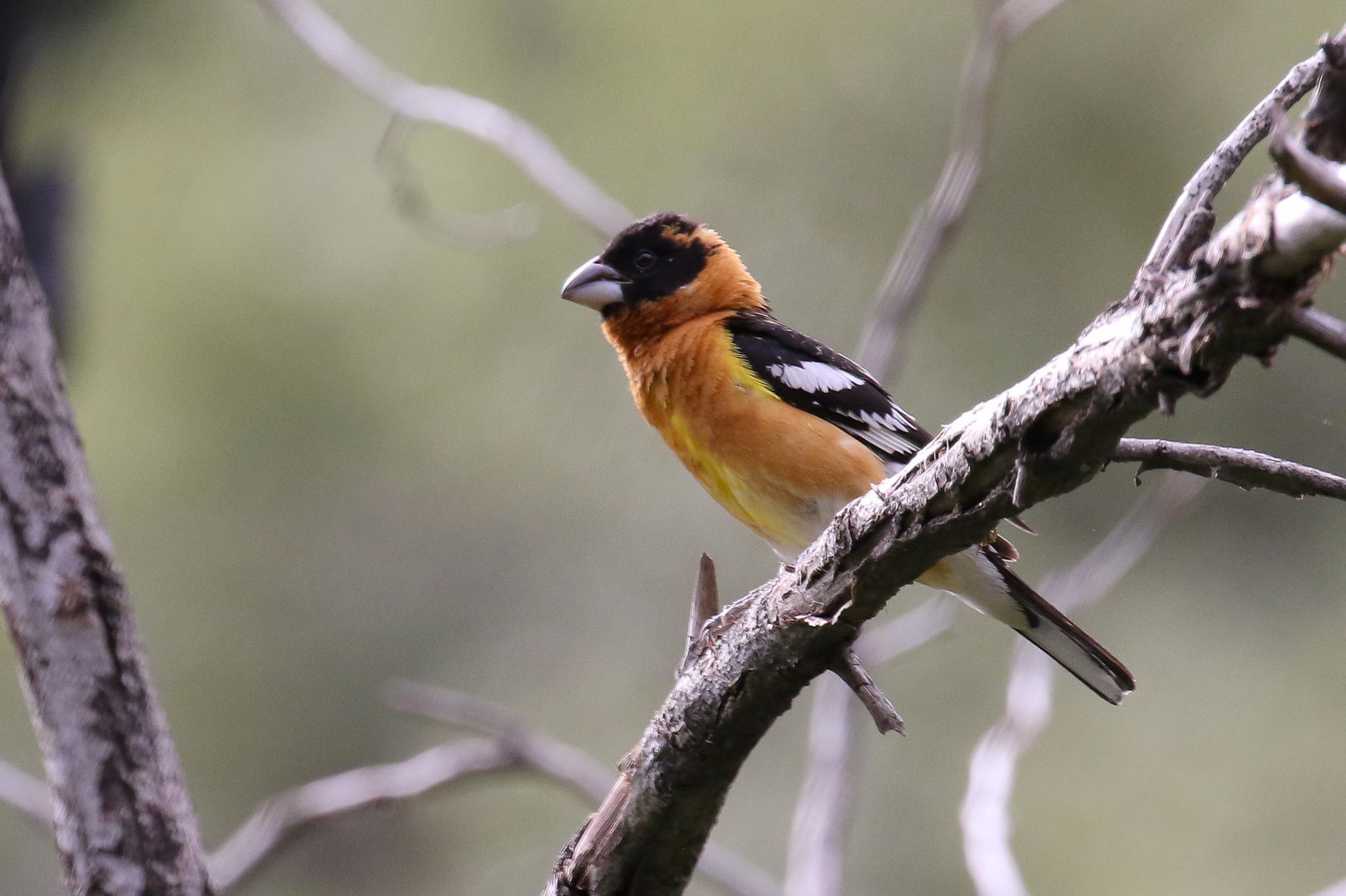 Black-headed Grosbeak © Michael O'Brien