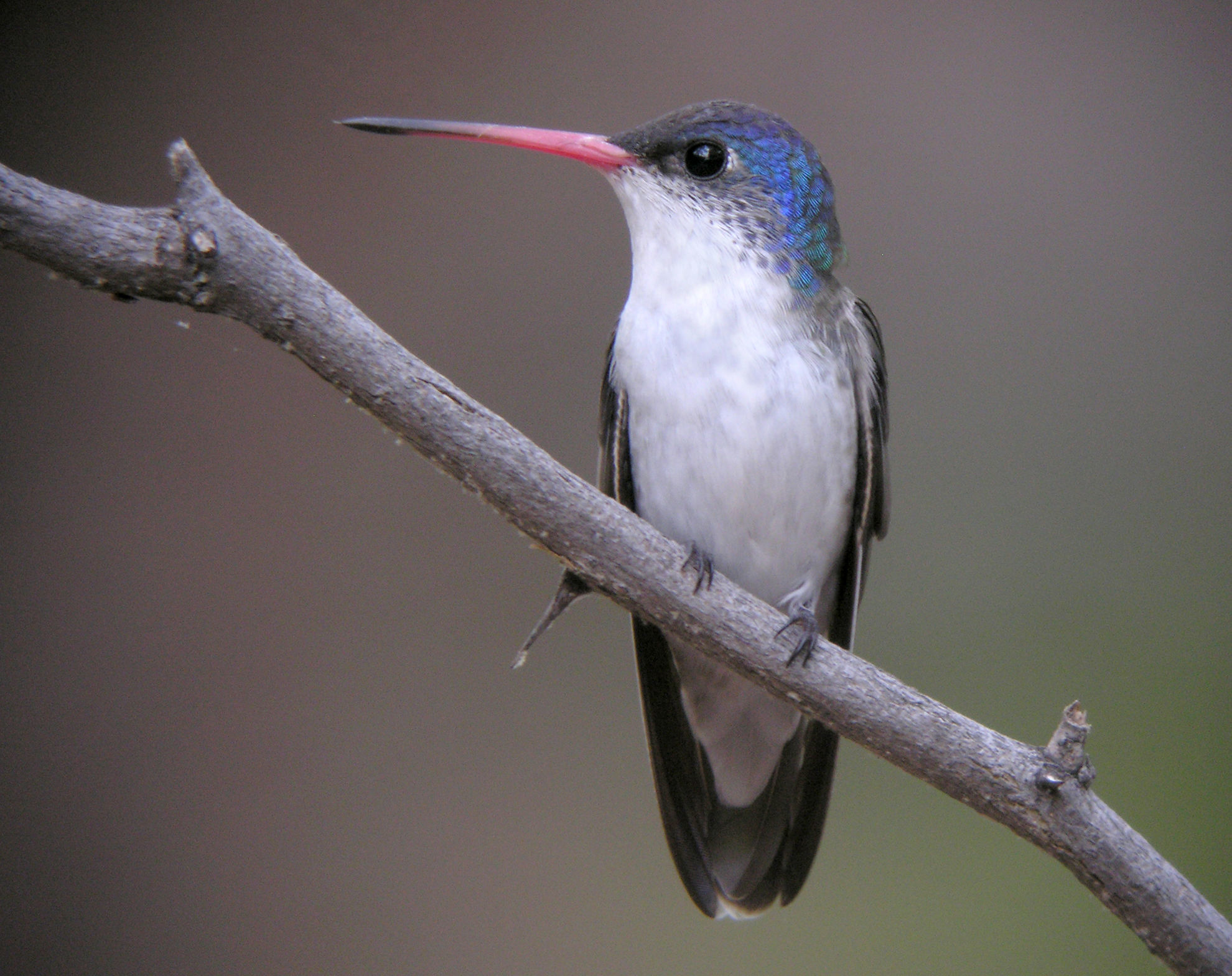 Violet-crowned Hummingbird © Brennan Mulrooney