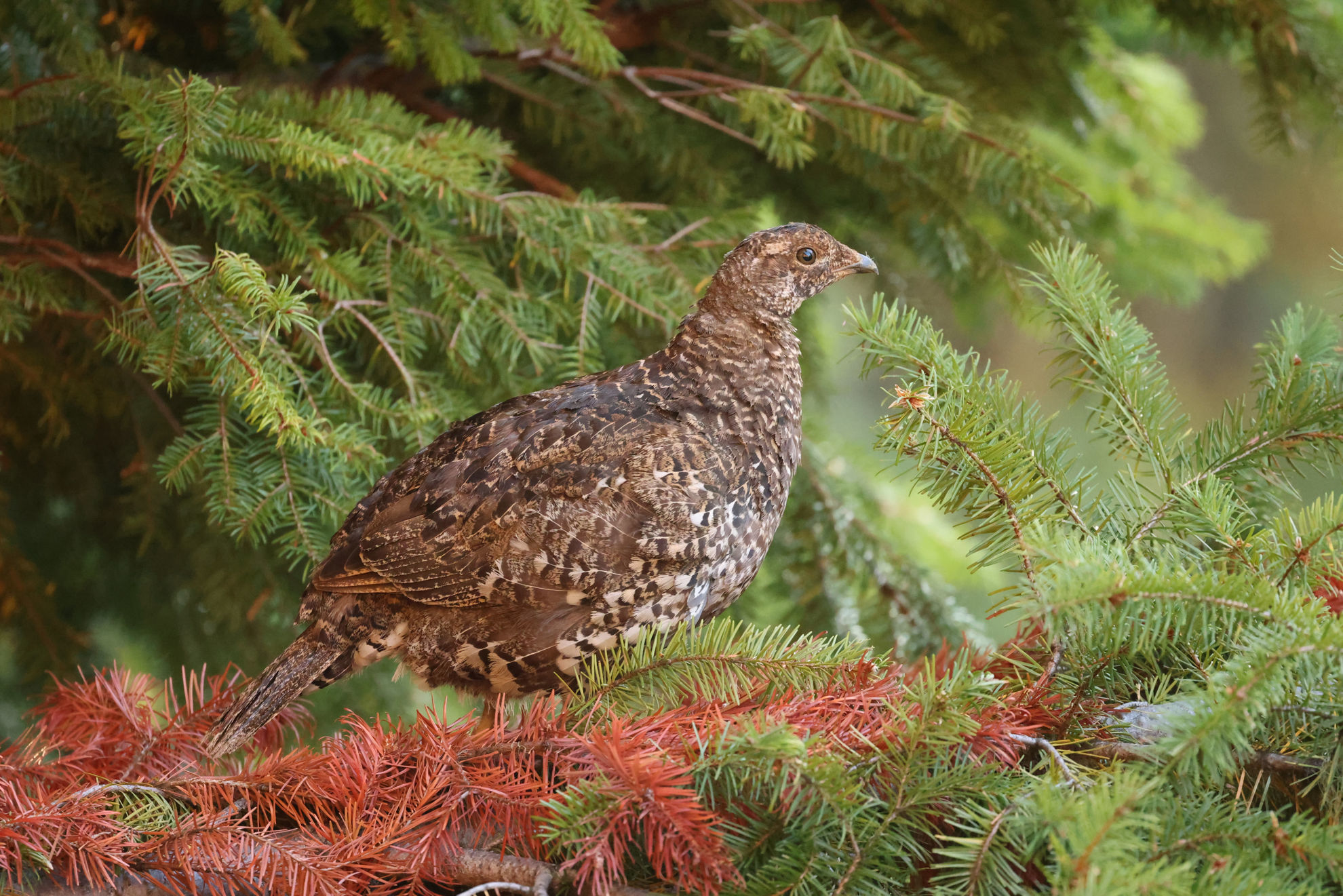 Sooty Grouse © Brian Gibbons