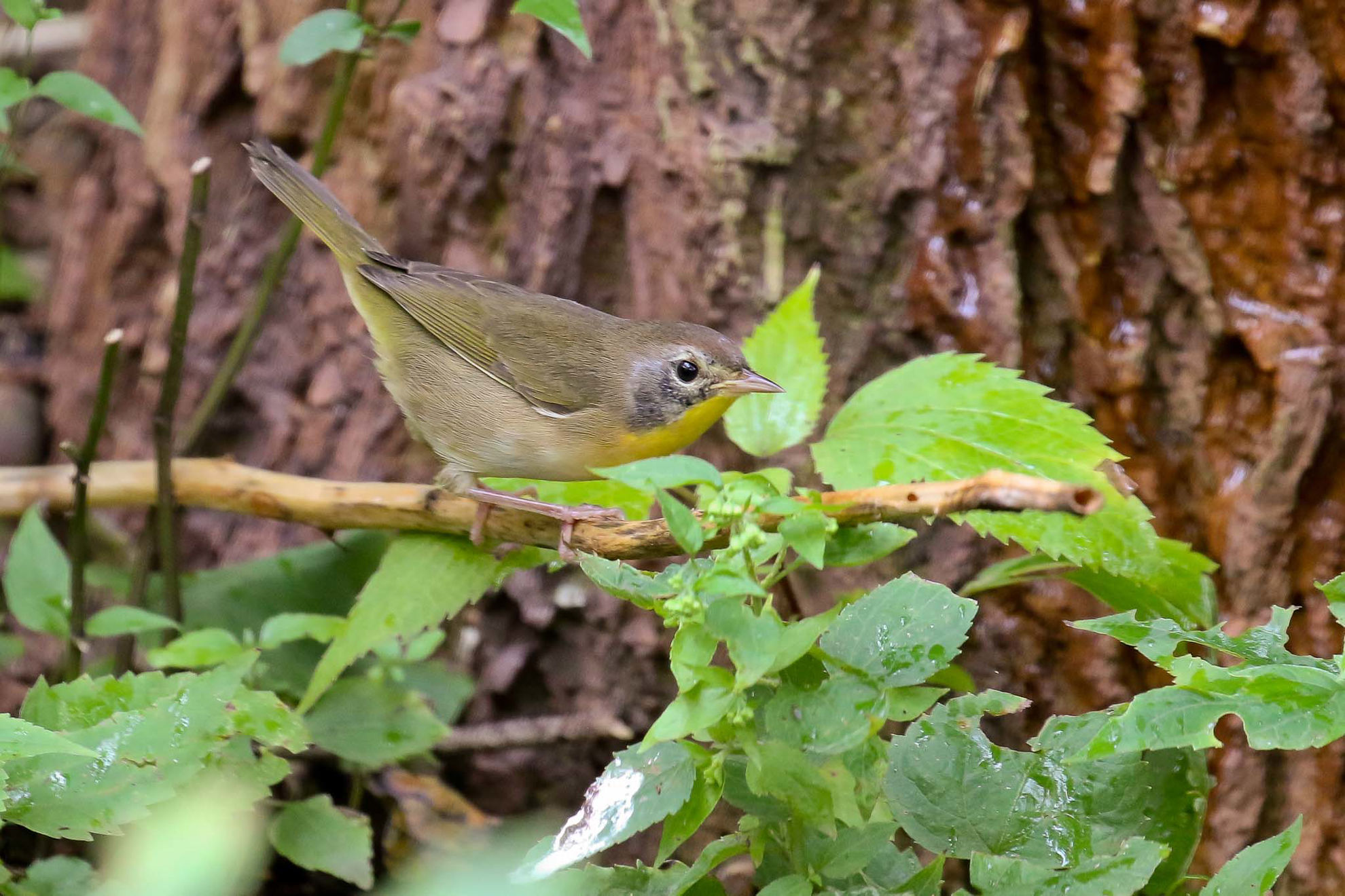 Common Yellowthroat © Michael O'Brien