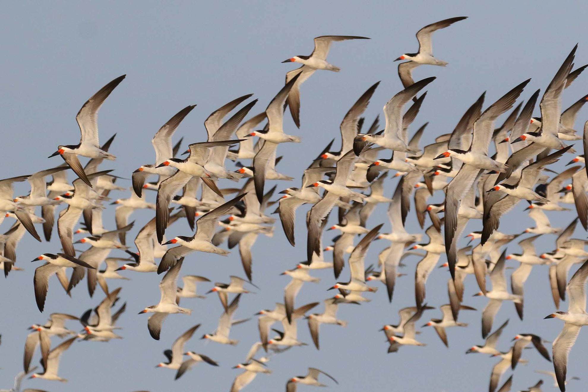 Black Skimmers © Michael O'Brien