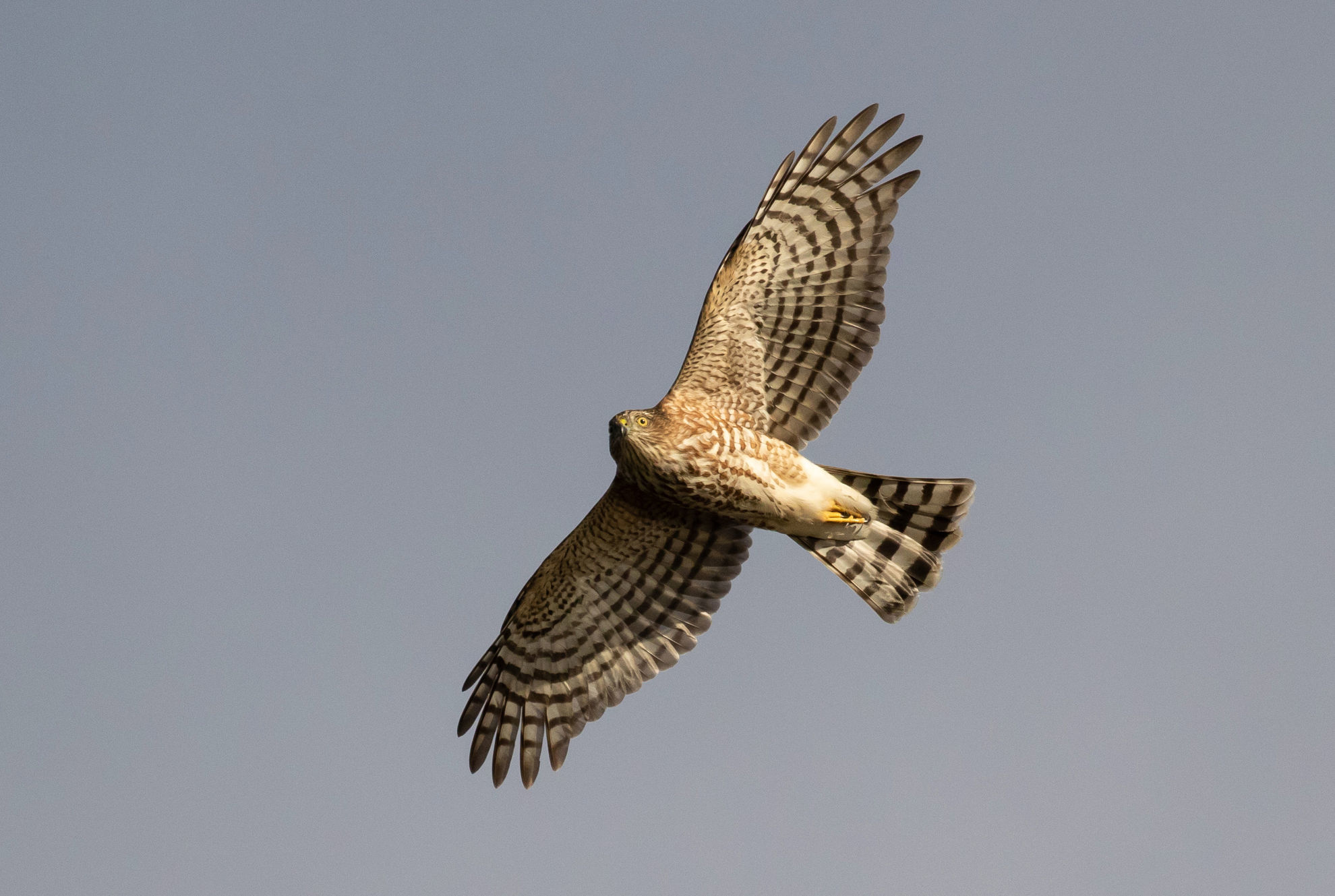 Sharp-shinned Hawk © Erik Bruhnke