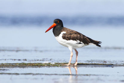 American Oystercatcher © Brad McKinney