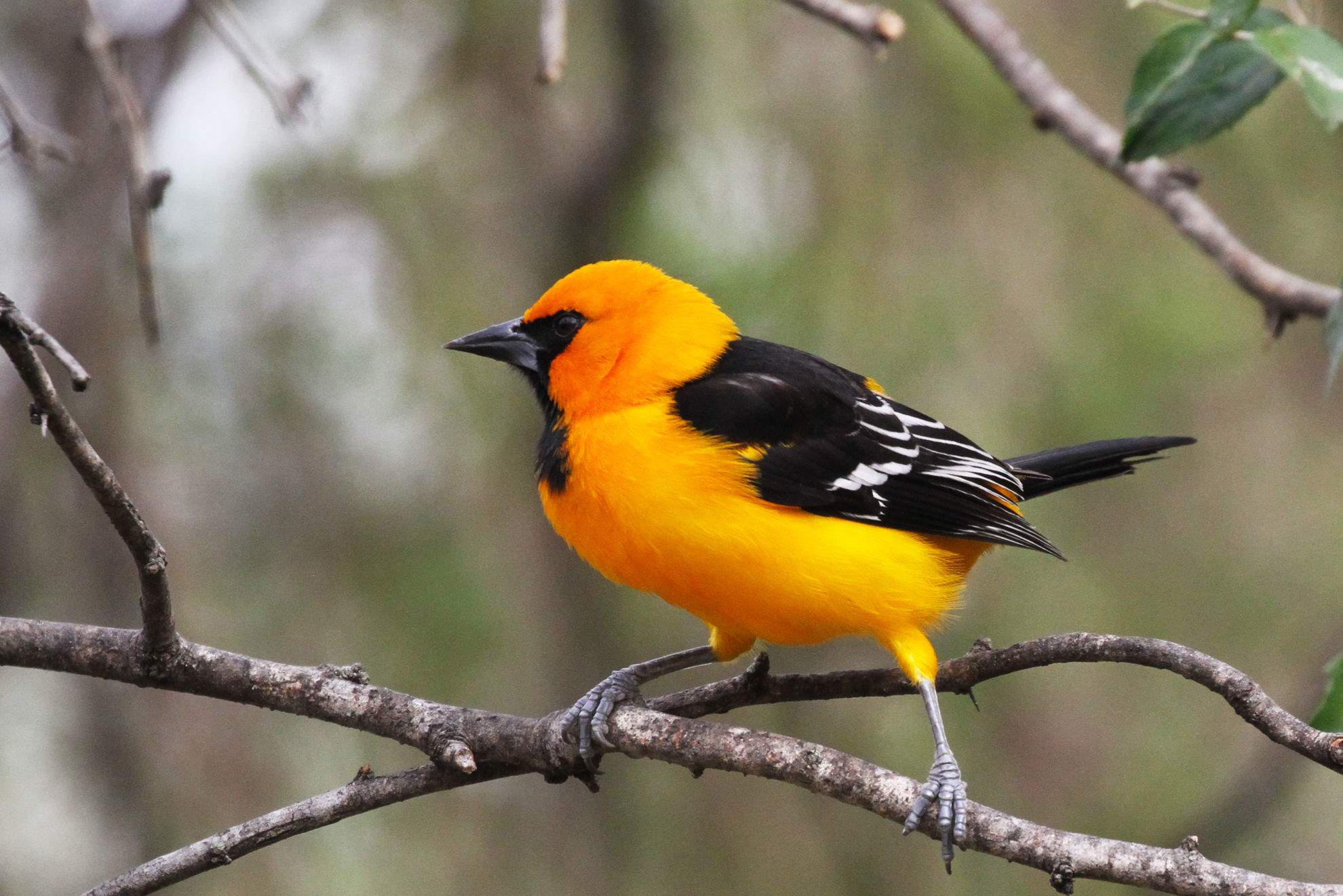 Altamira Oriole © Brad McKinney