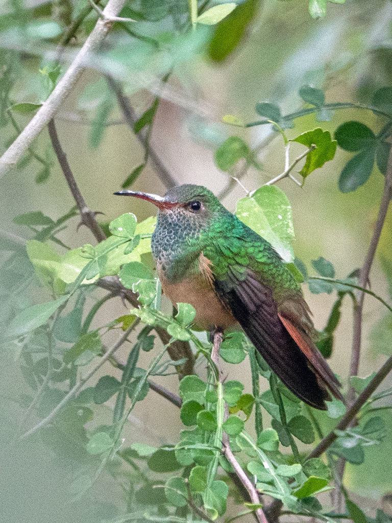 Buff-bellied Hummingbird © Brad McKinney