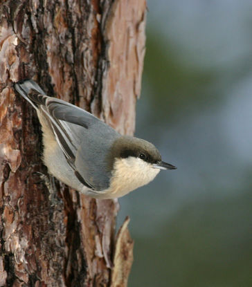 Pygmy Nuthatch © Brian Gibbons