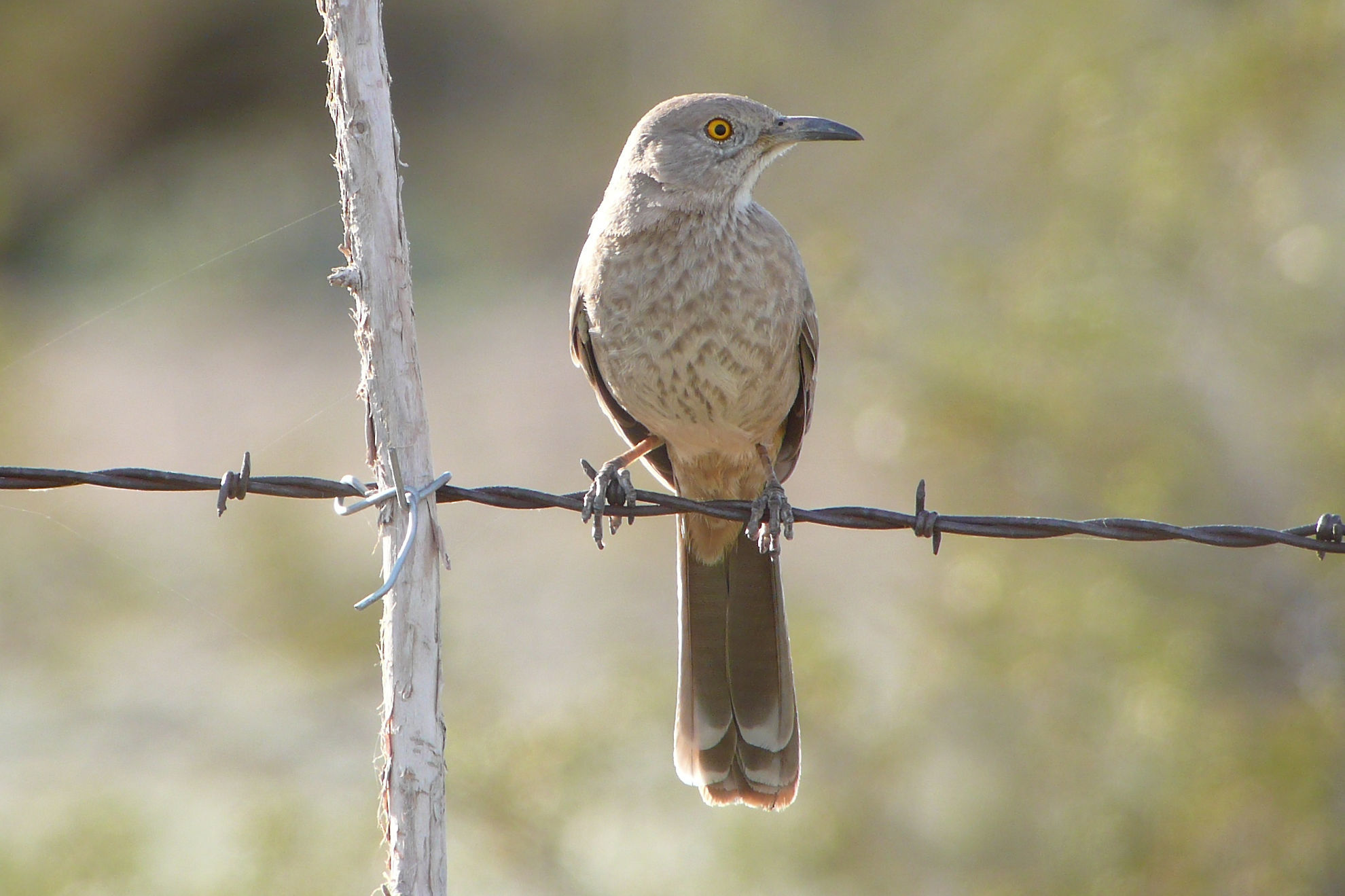 Bendire's Thrasher © Barry Zimmer