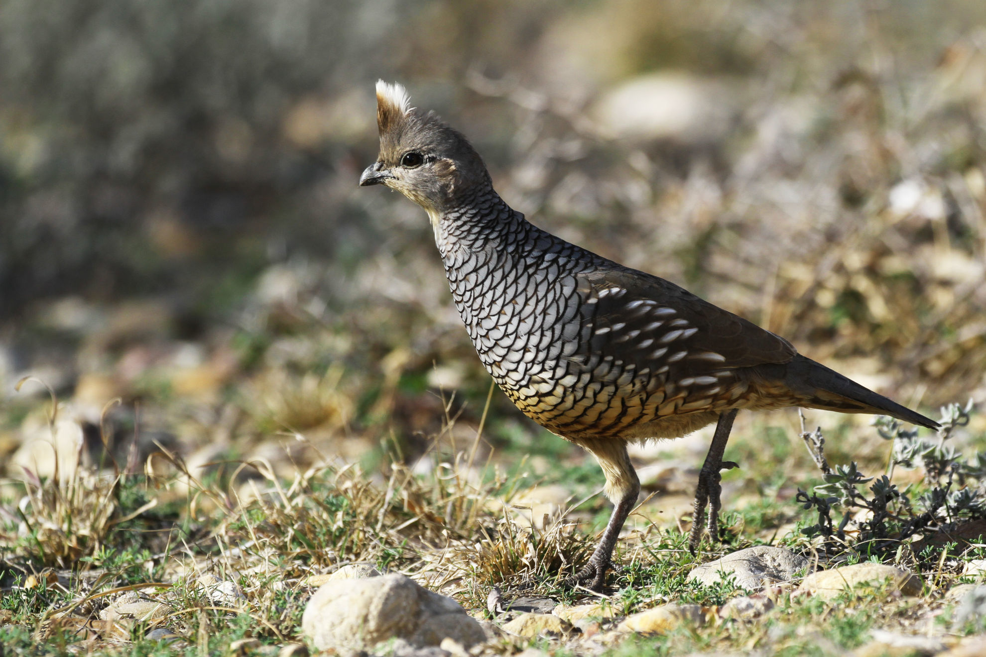 Scaled Quail © Brad McKinney