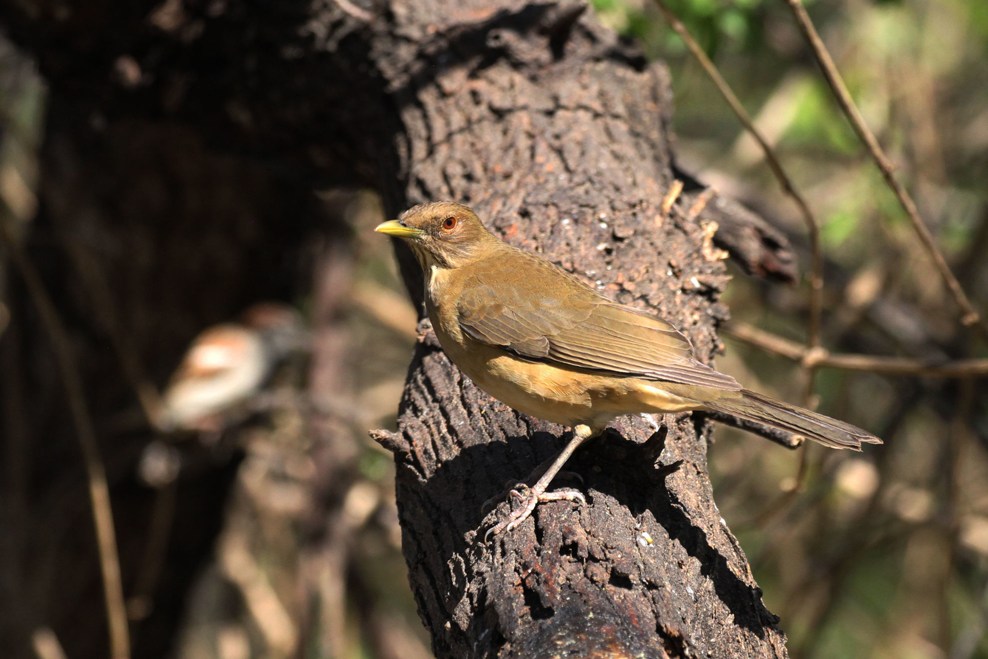 Clay-colored Thrush © Brad McKinney