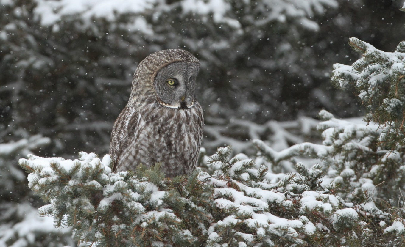 Great Gray Owl © Brian Gibbons