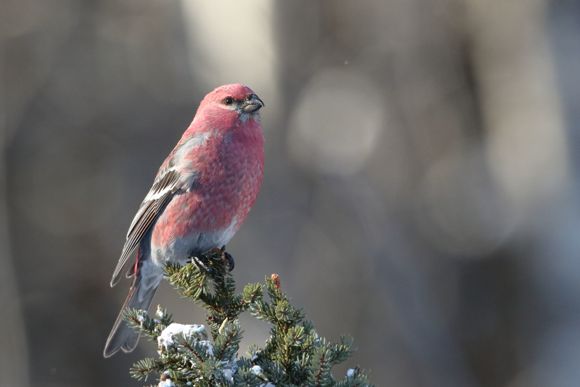 Pine Grosbeak © Brian Gibbons