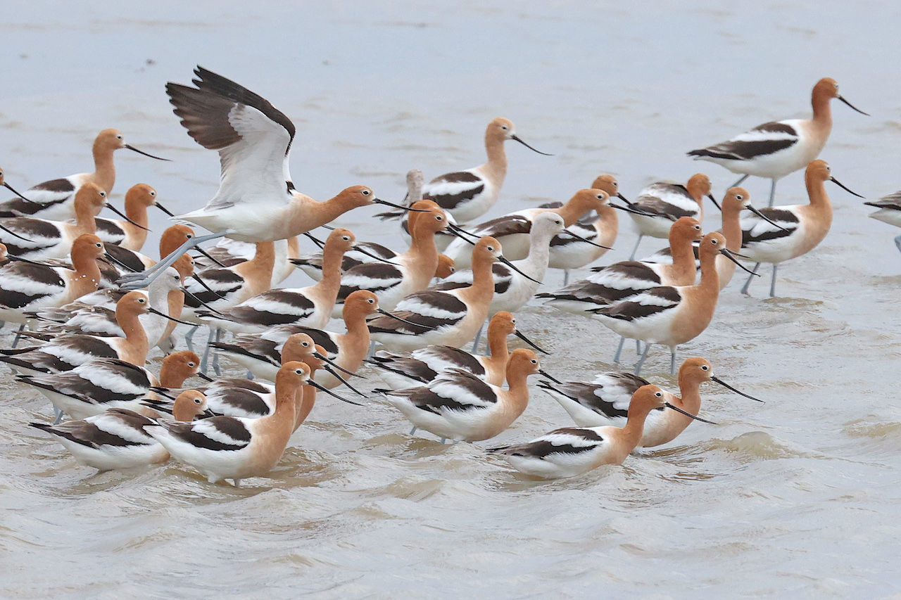 American Avocets © Michael O'Brien