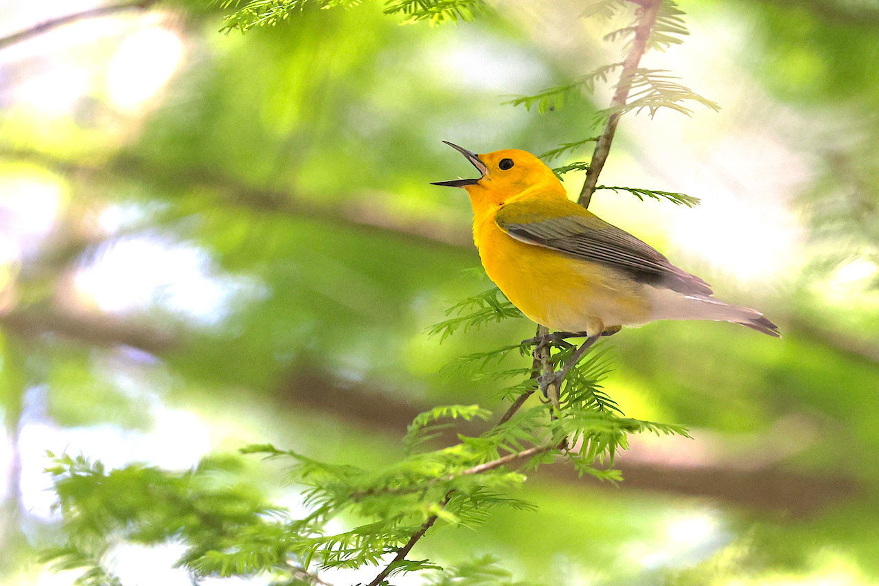 Prothonotary Warbler © Michael O'Brien