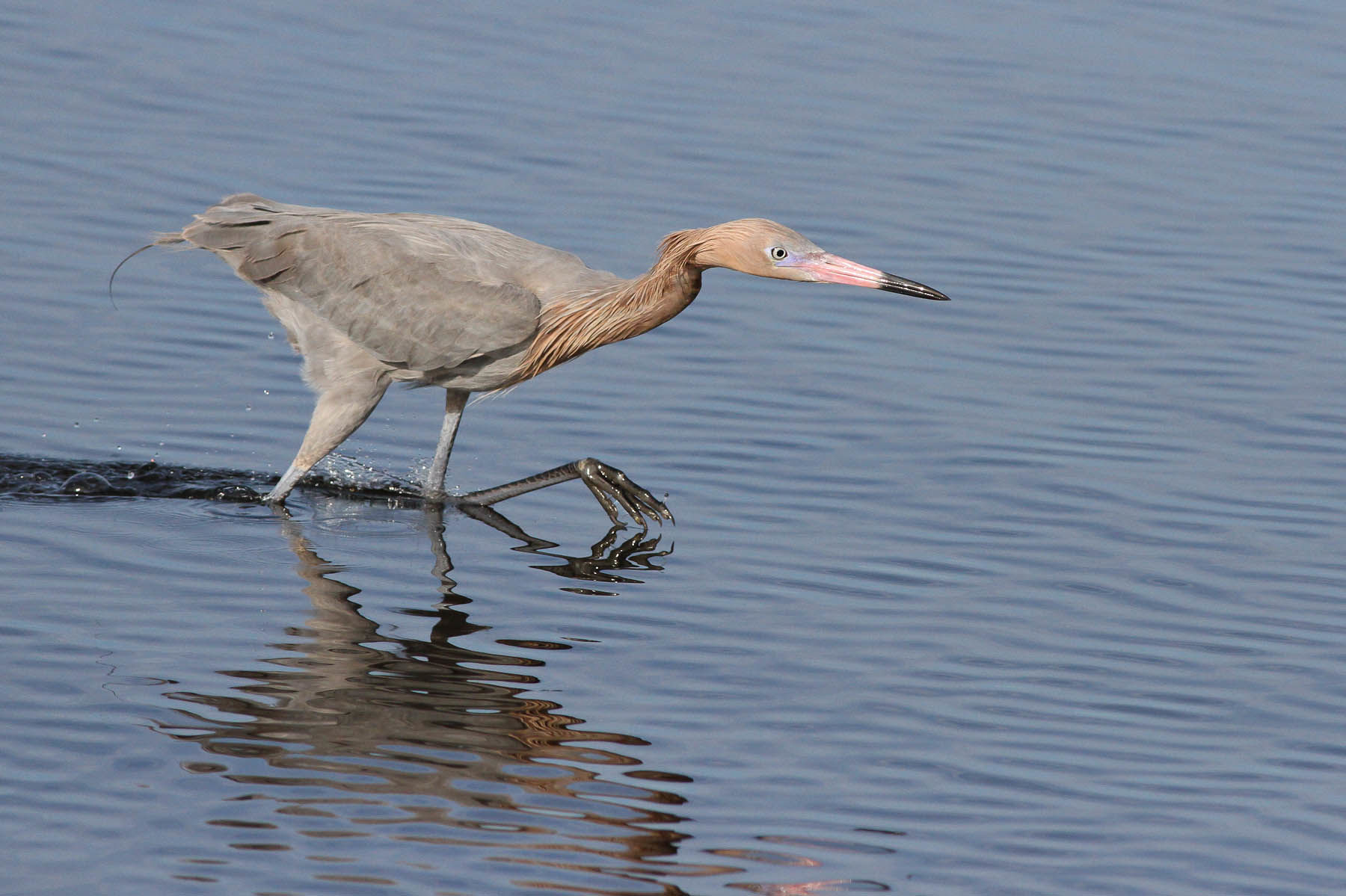 Reddish Egret © Michael O'Brien