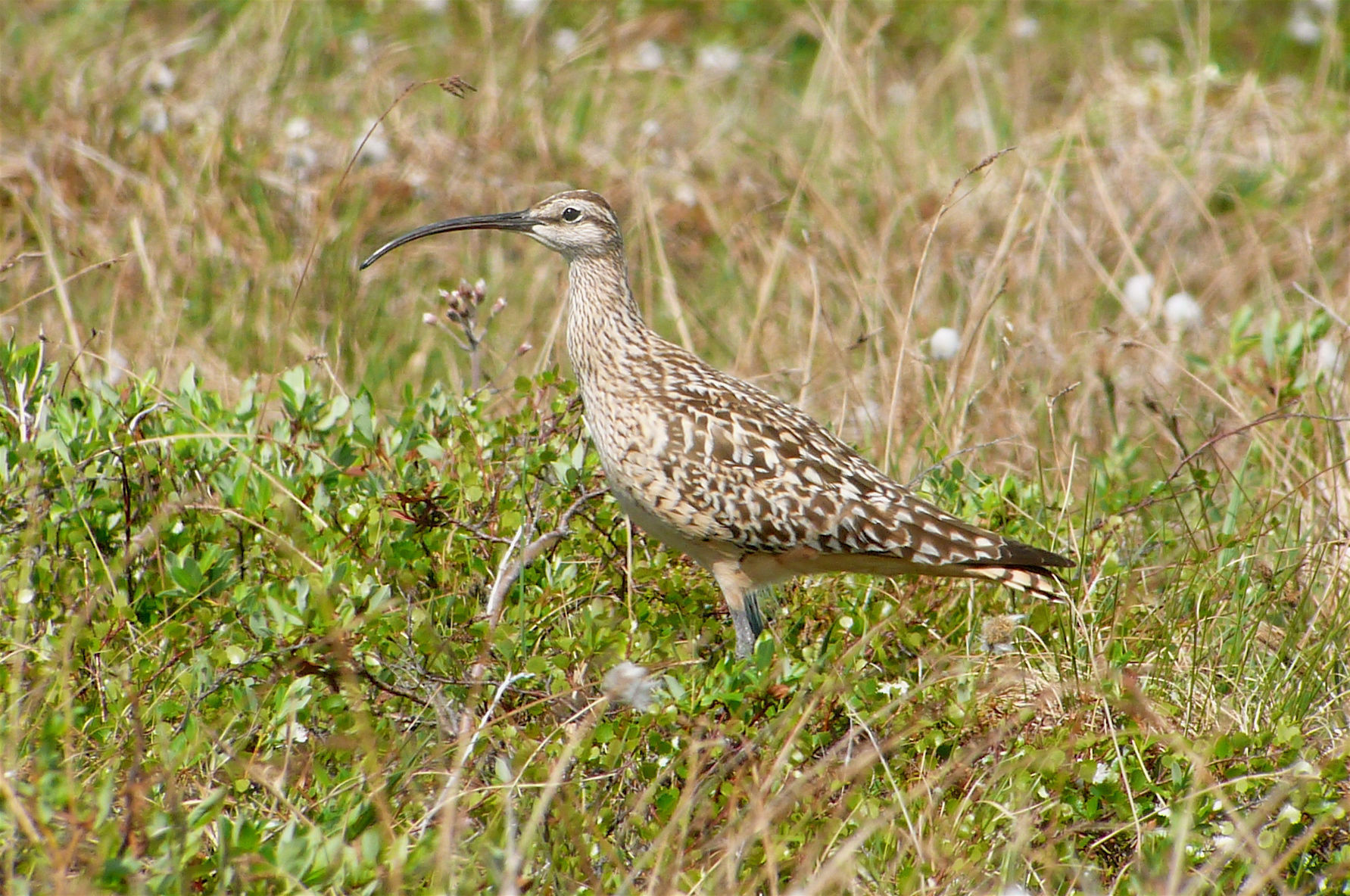 Bristle-thighed Curlew © Barry Zimmer